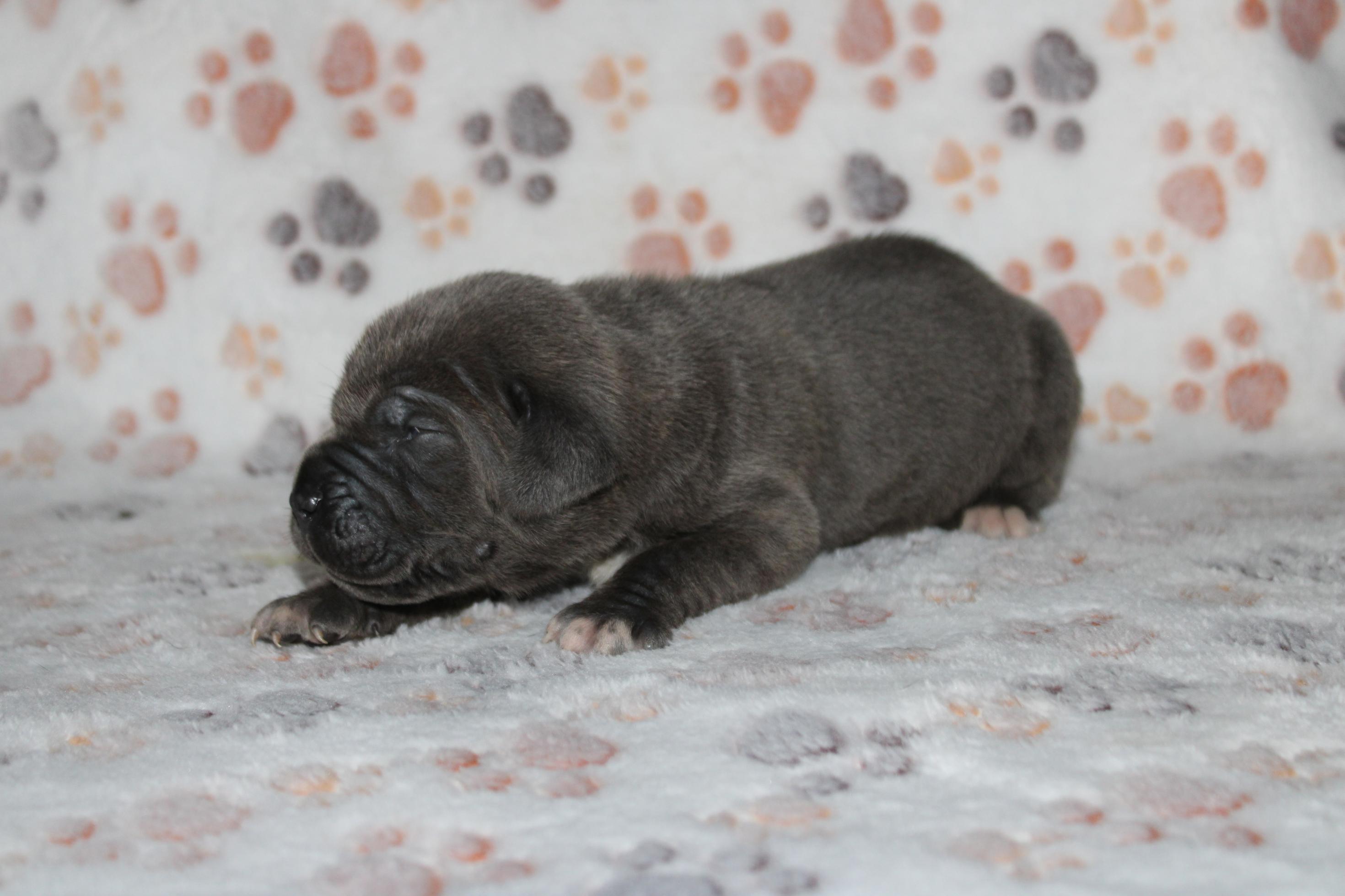 Image Cane Corso