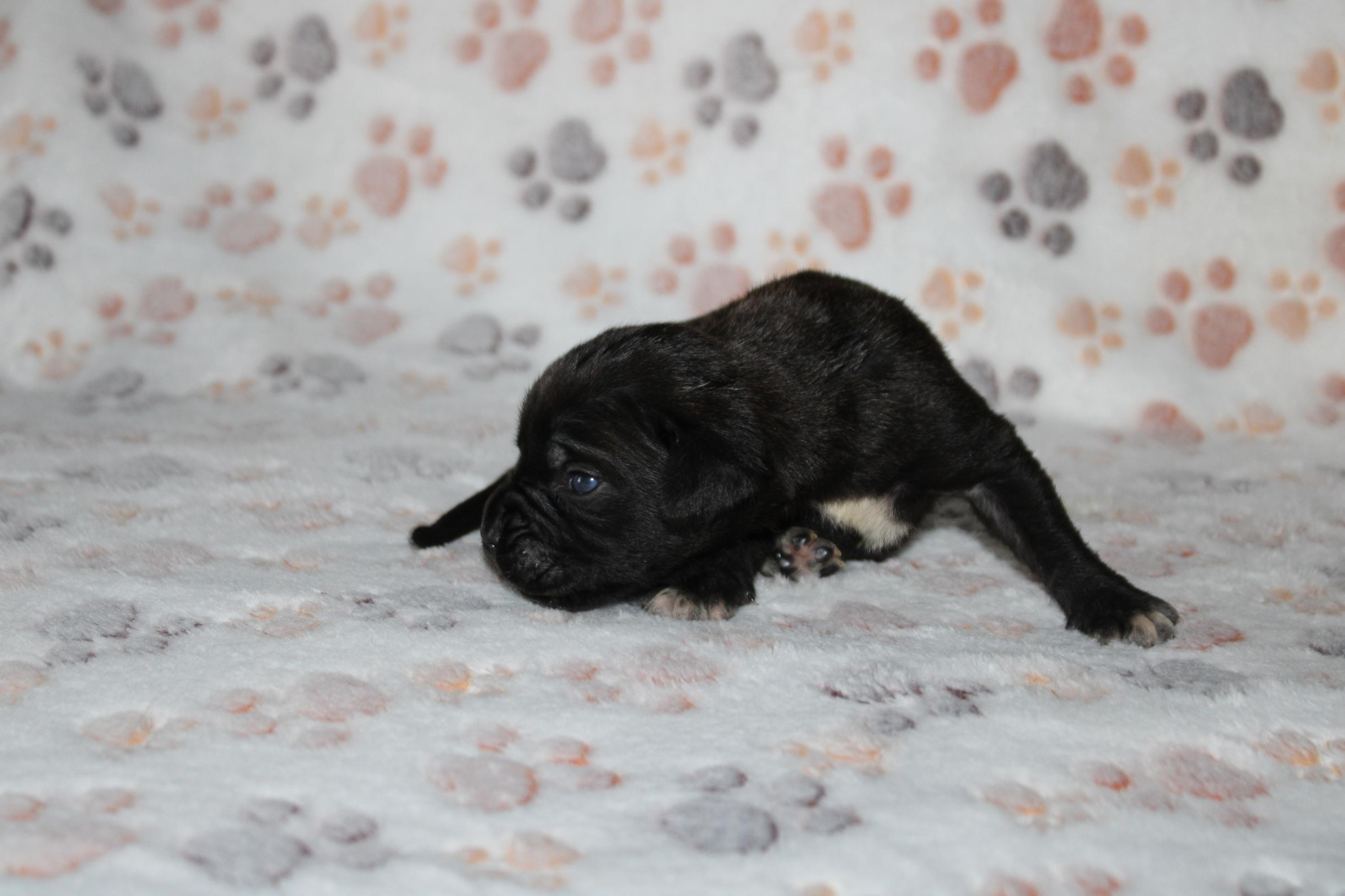Image Cane Corso
