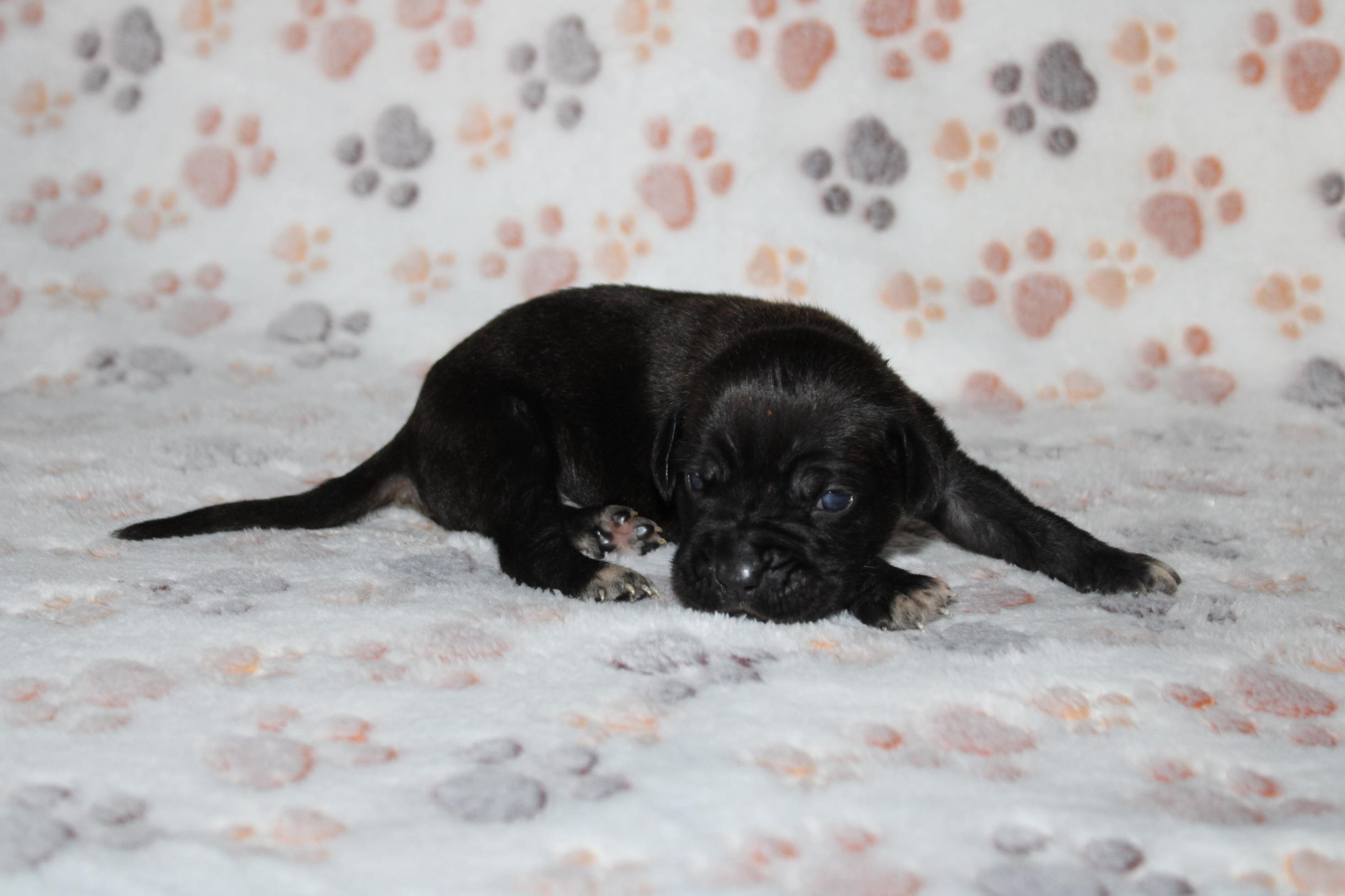 Image Cane Corso