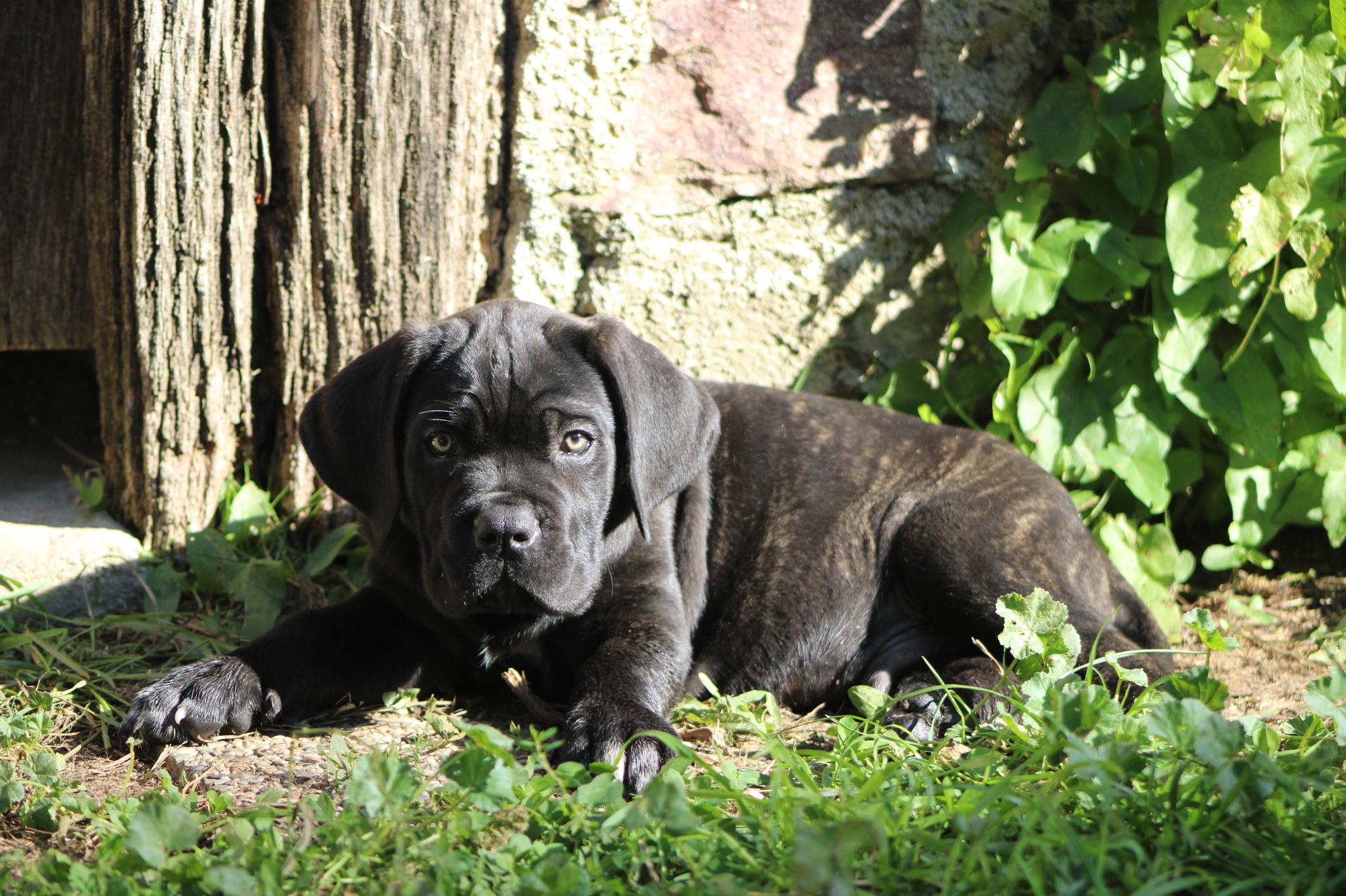 Image Cane Corso
