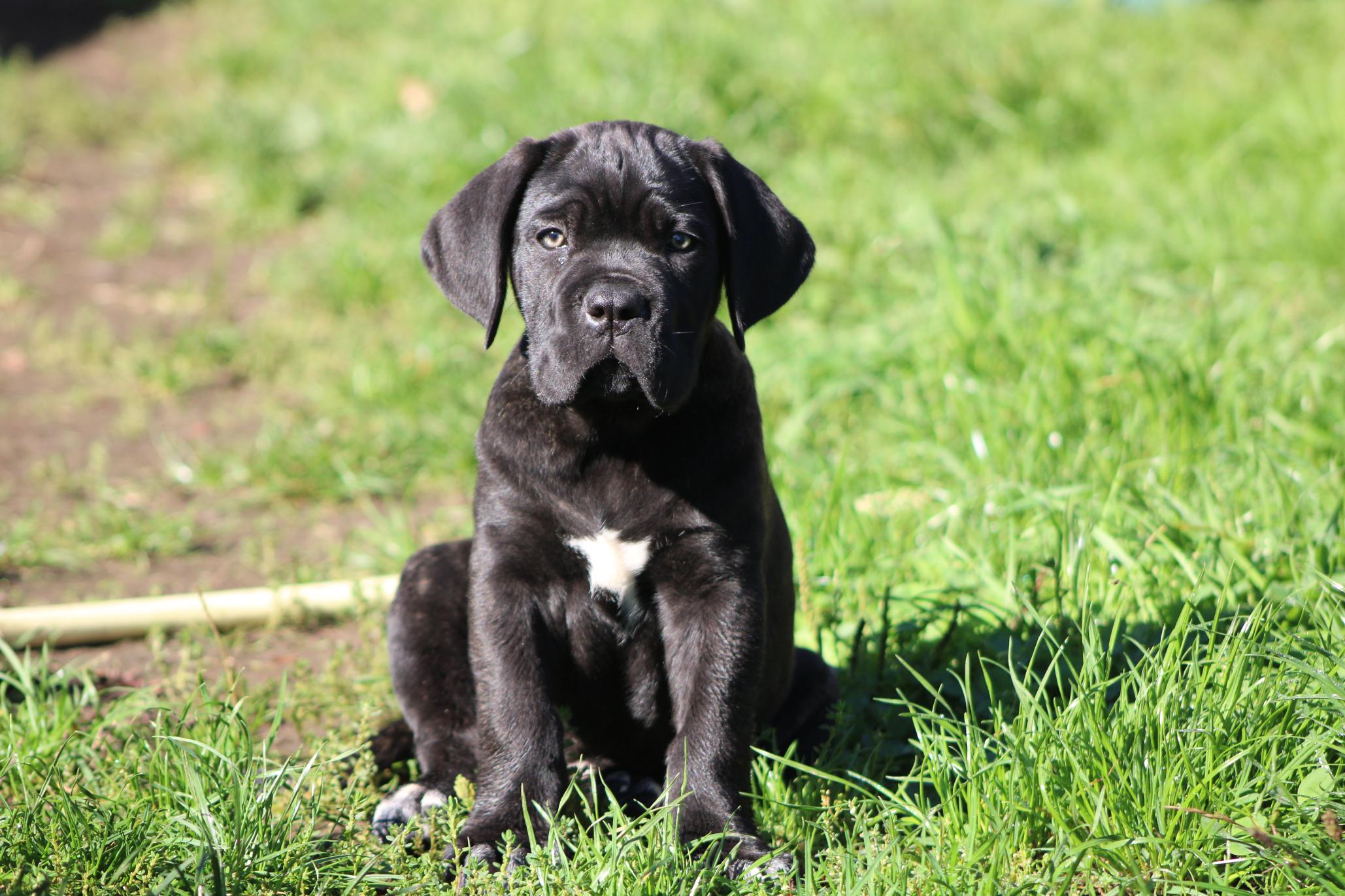 Image Cane Corso