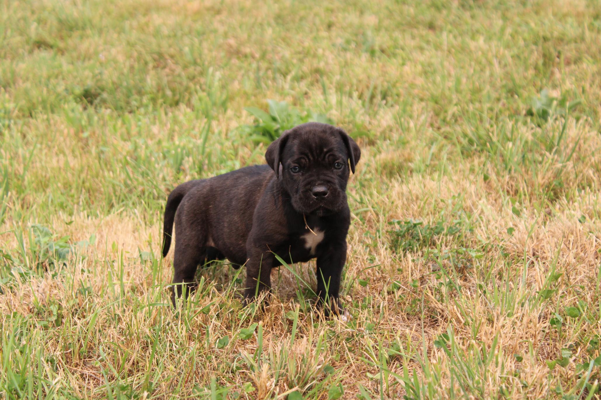 Image Cane Corso