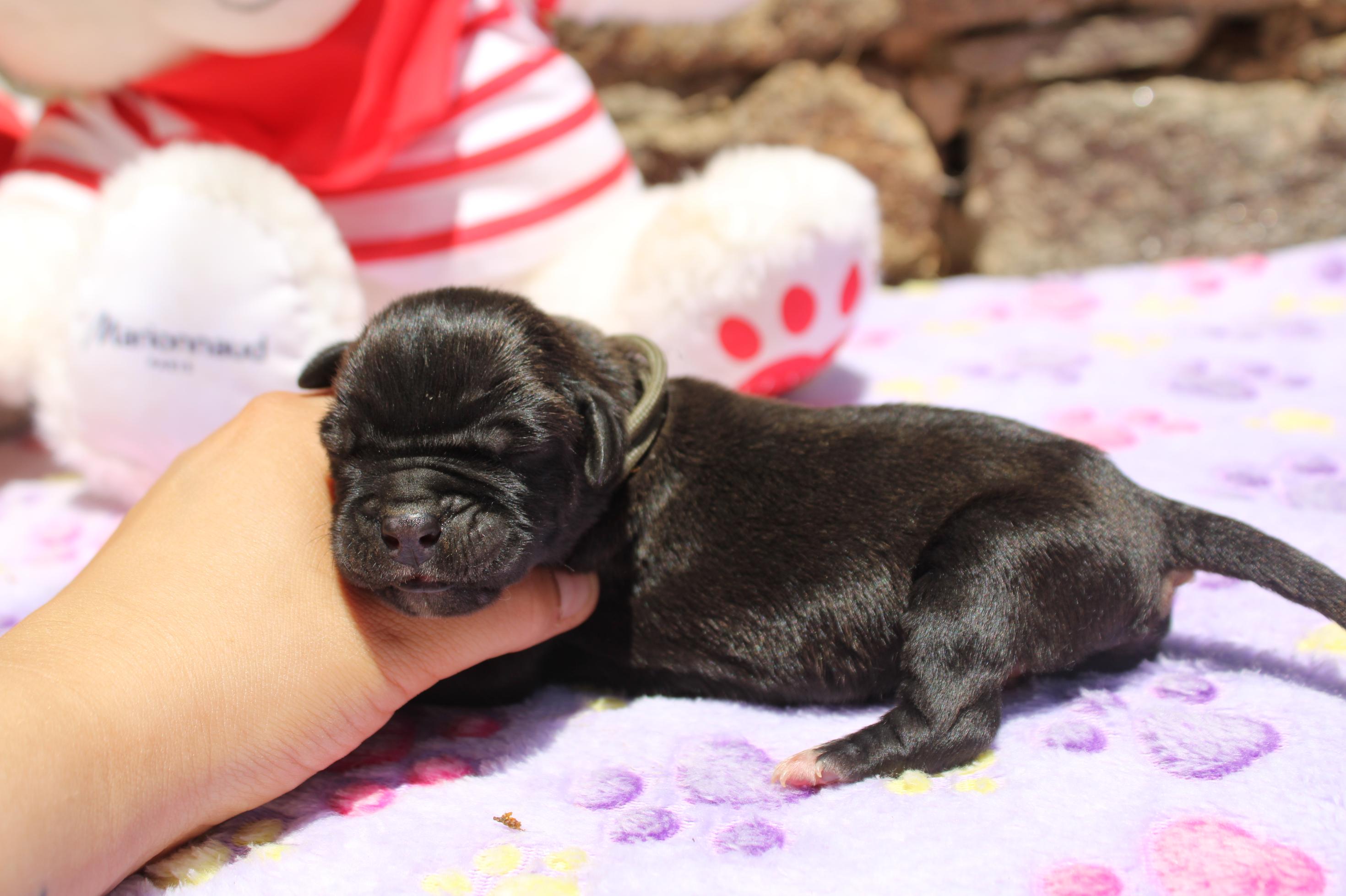Image Cane Corso