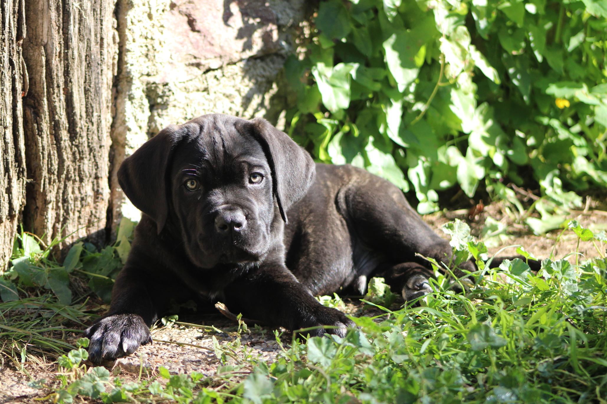 Image Cane Corso
