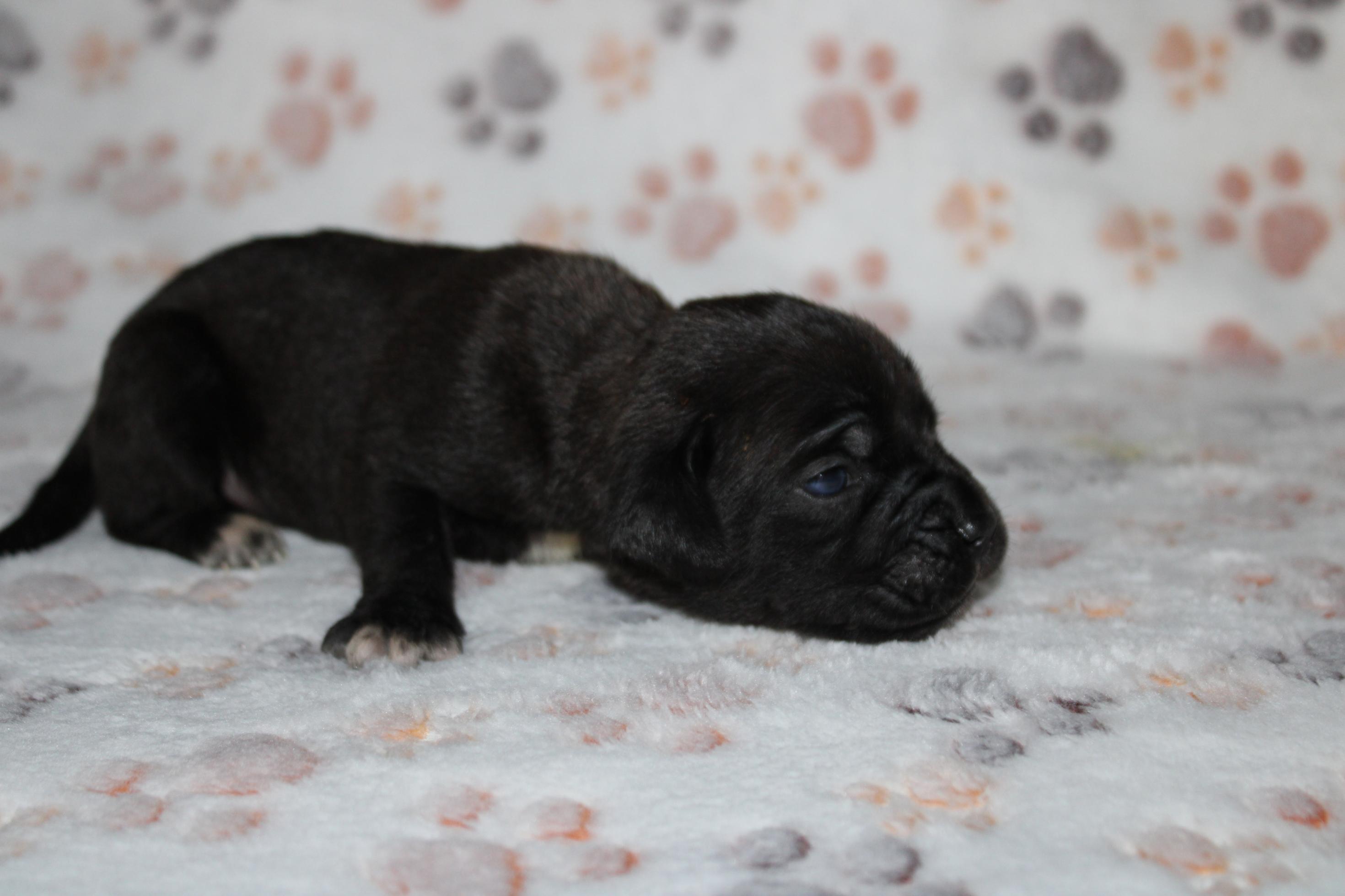 Image Cane Corso