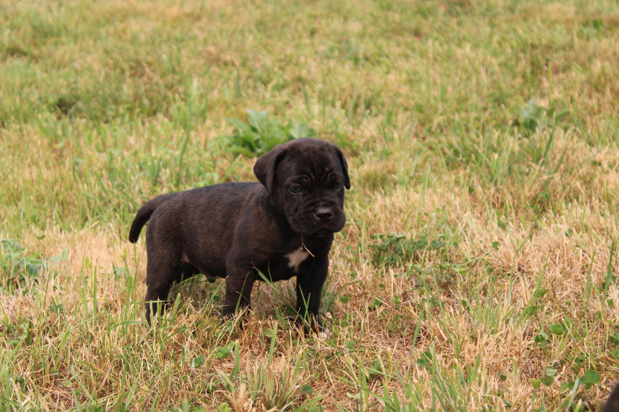 Image Cane Corso