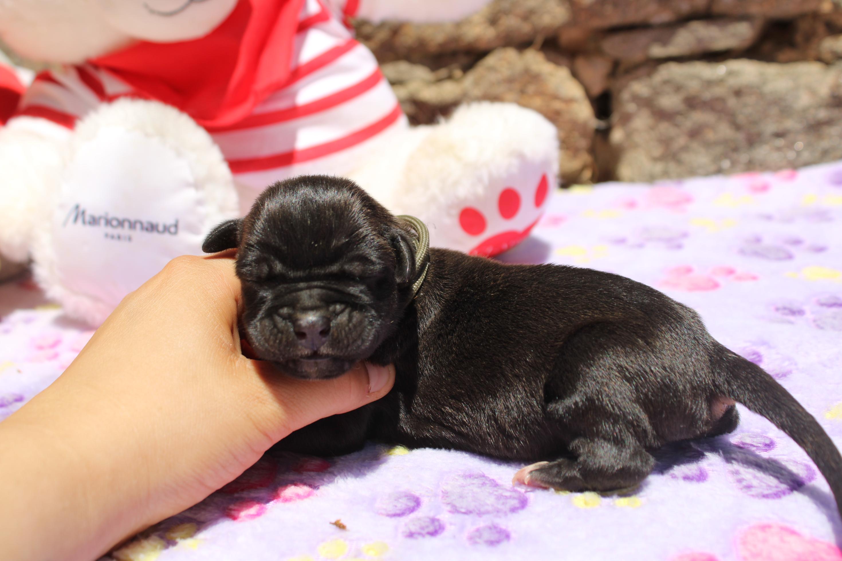 Image Cane Corso