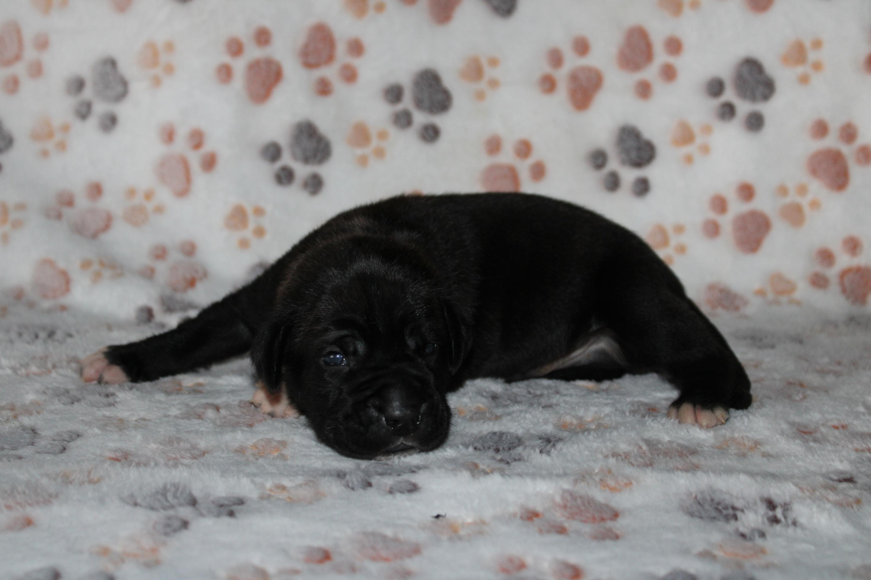 Image Cane Corso