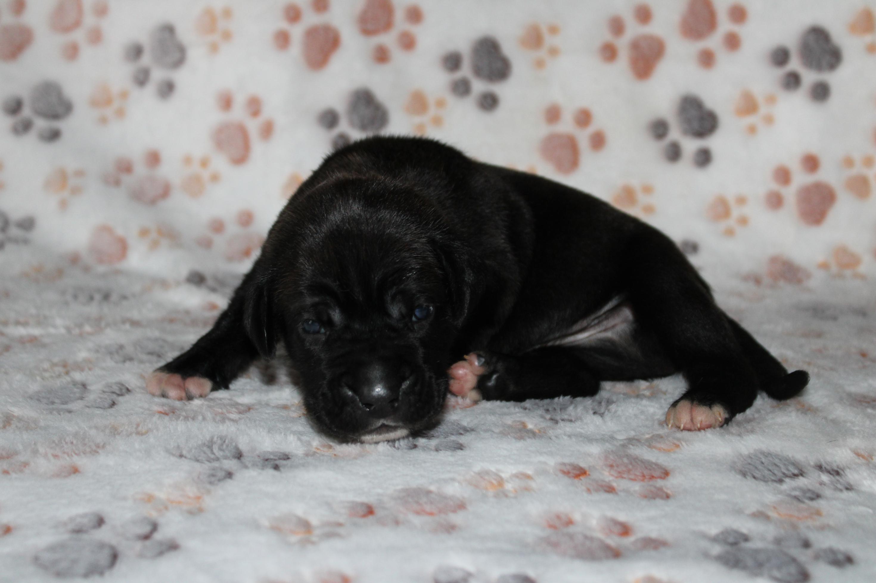 Image Cane Corso