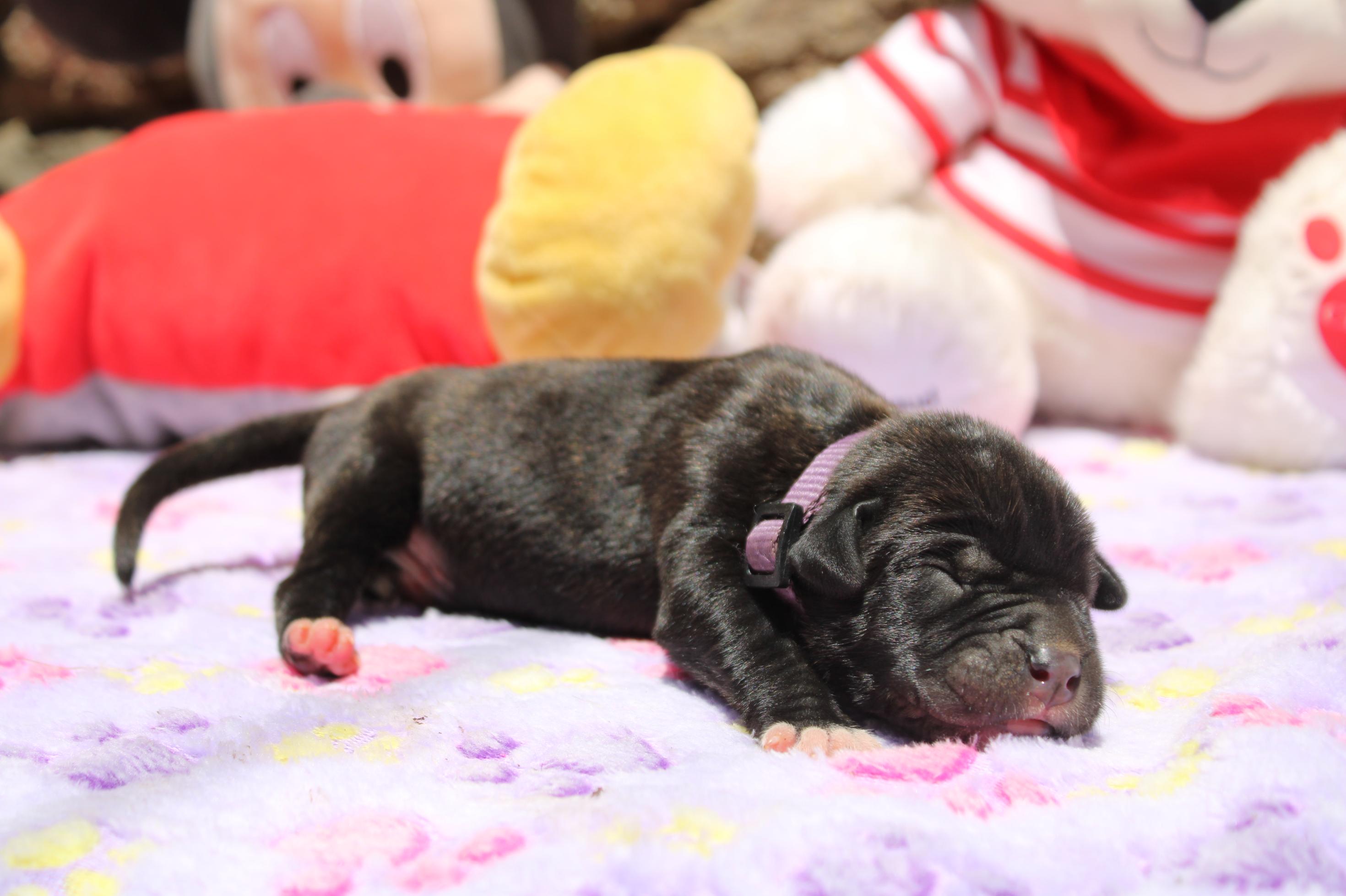 Image Cane Corso