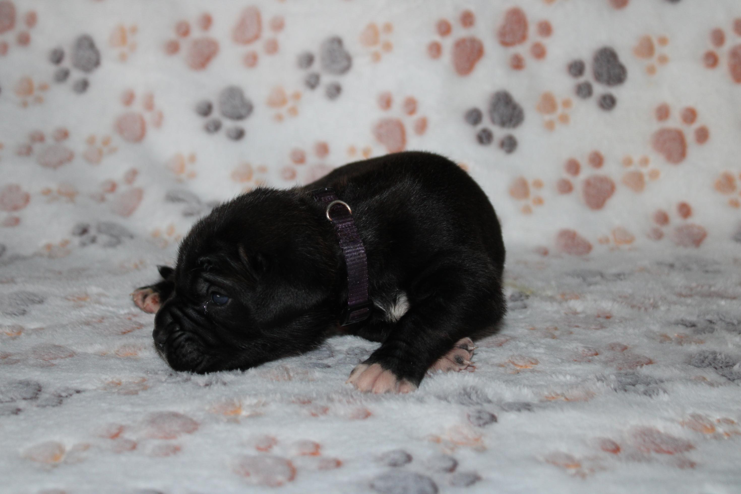 Image Cane Corso