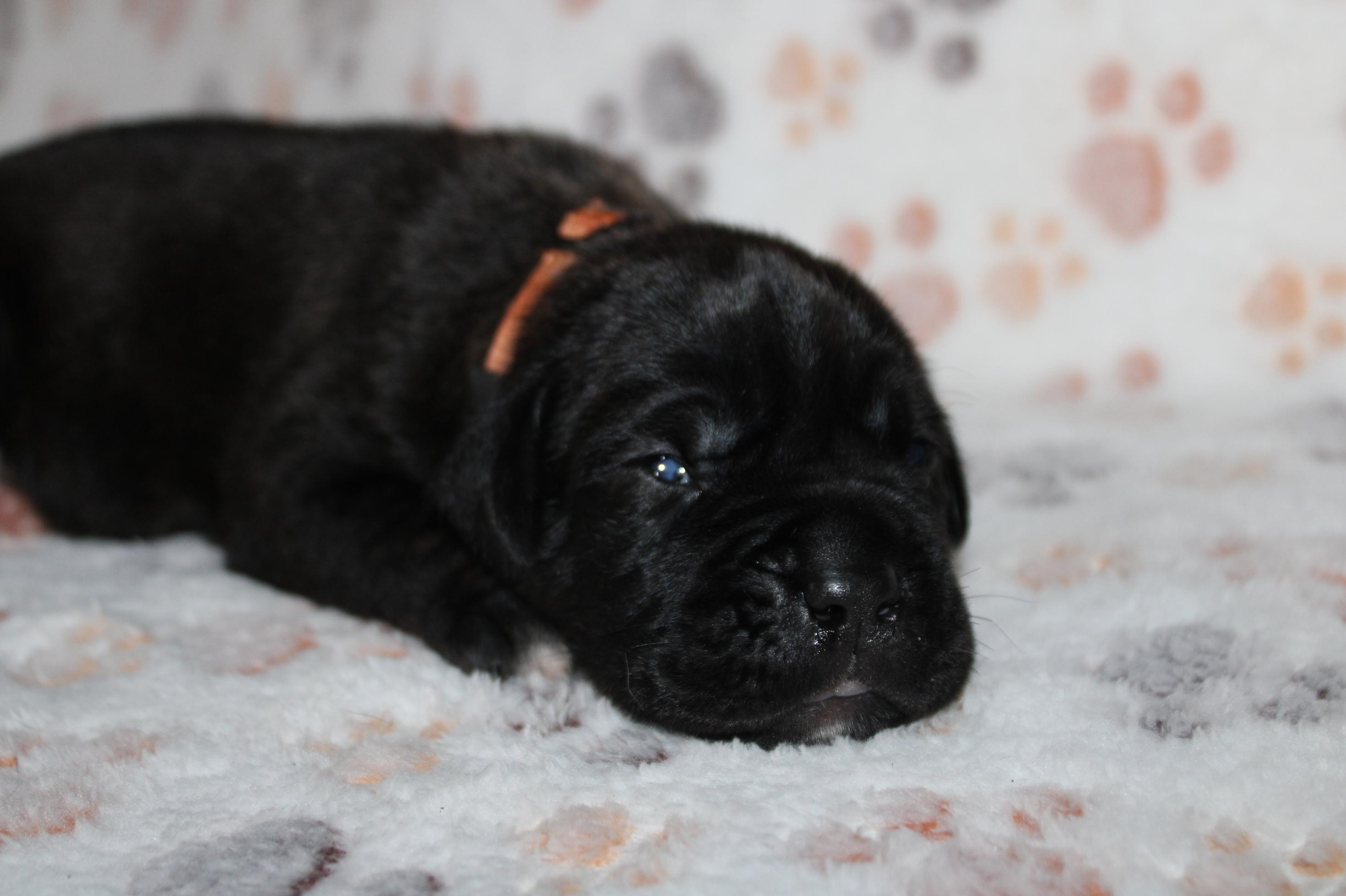 Image Cane Corso