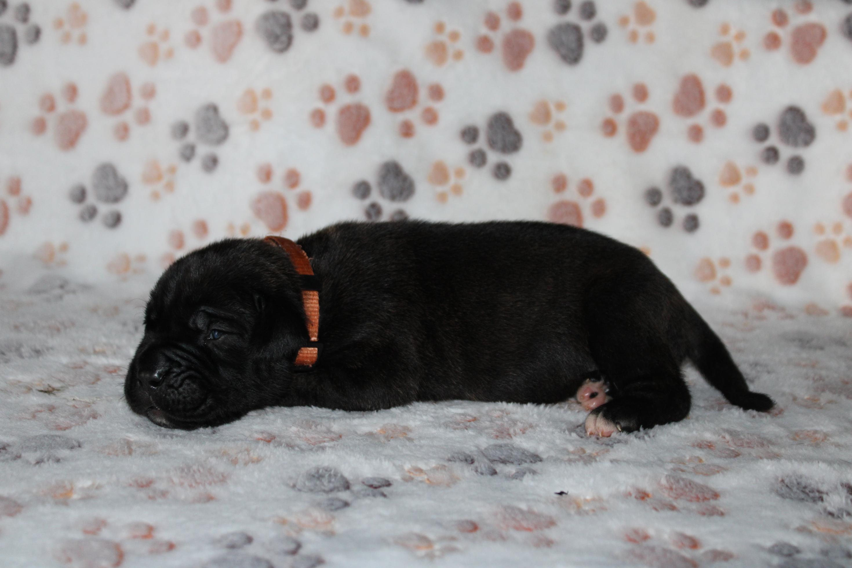 Image Cane Corso