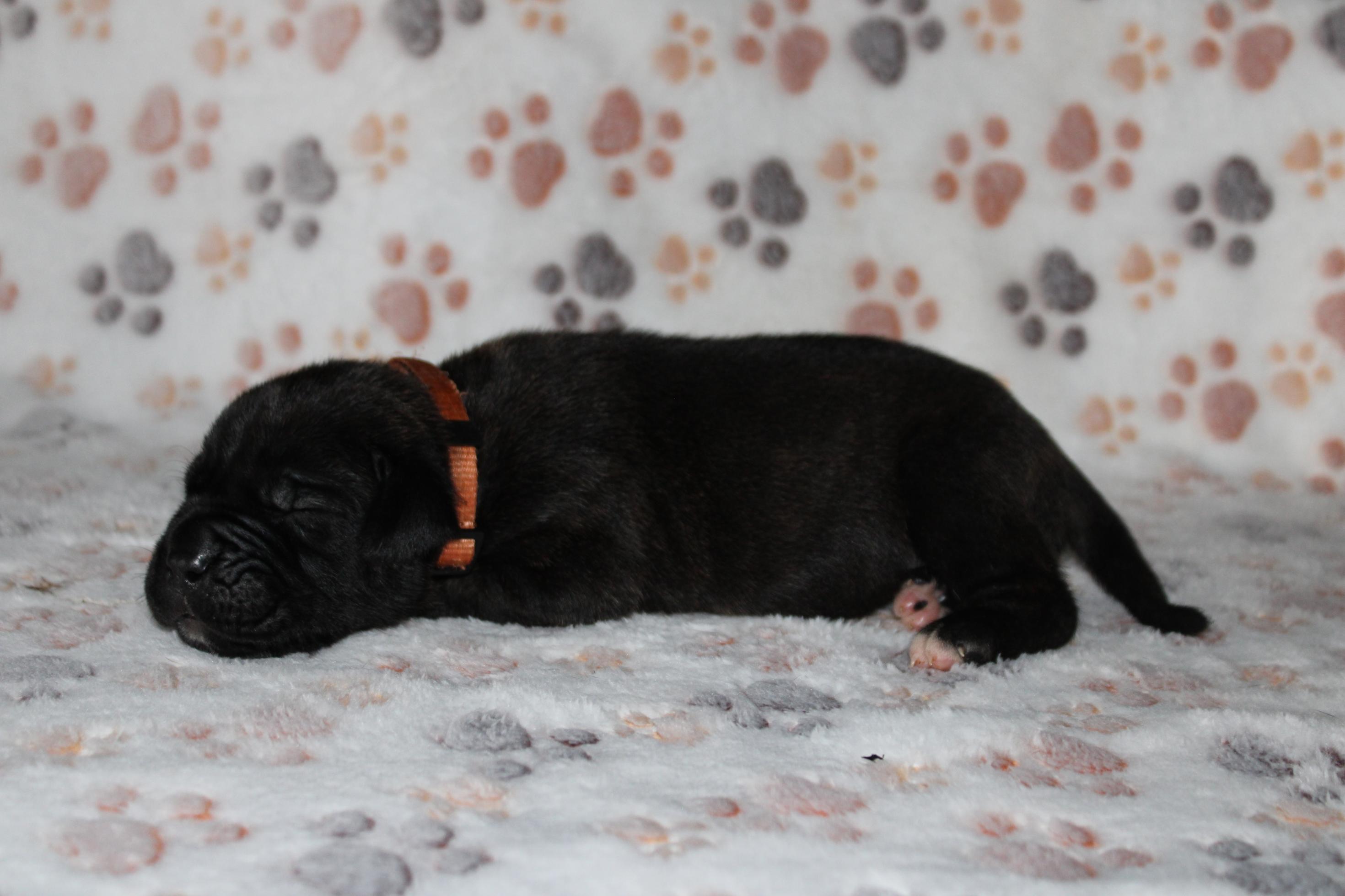 Image Cane Corso