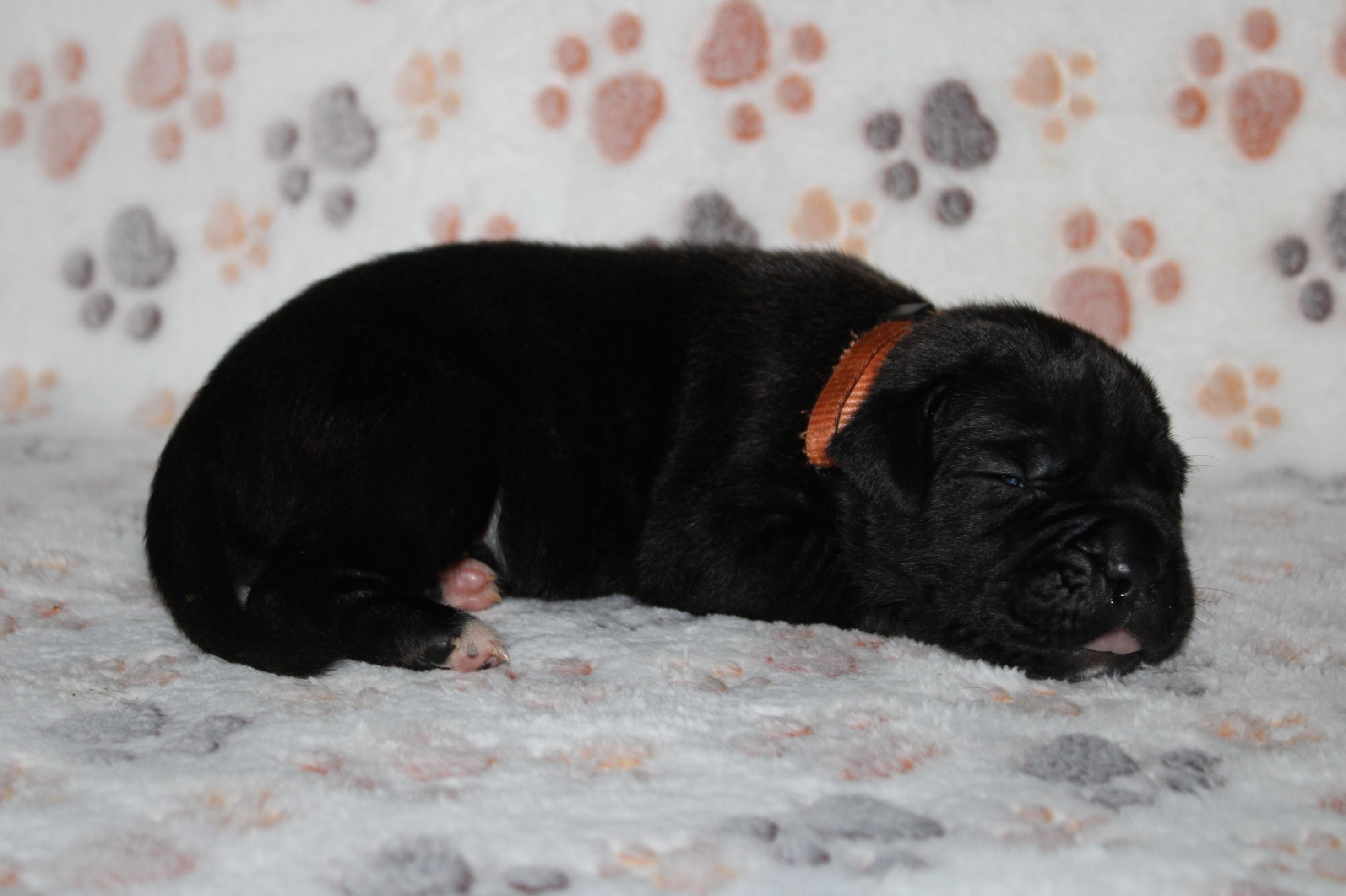 Image Cane Corso