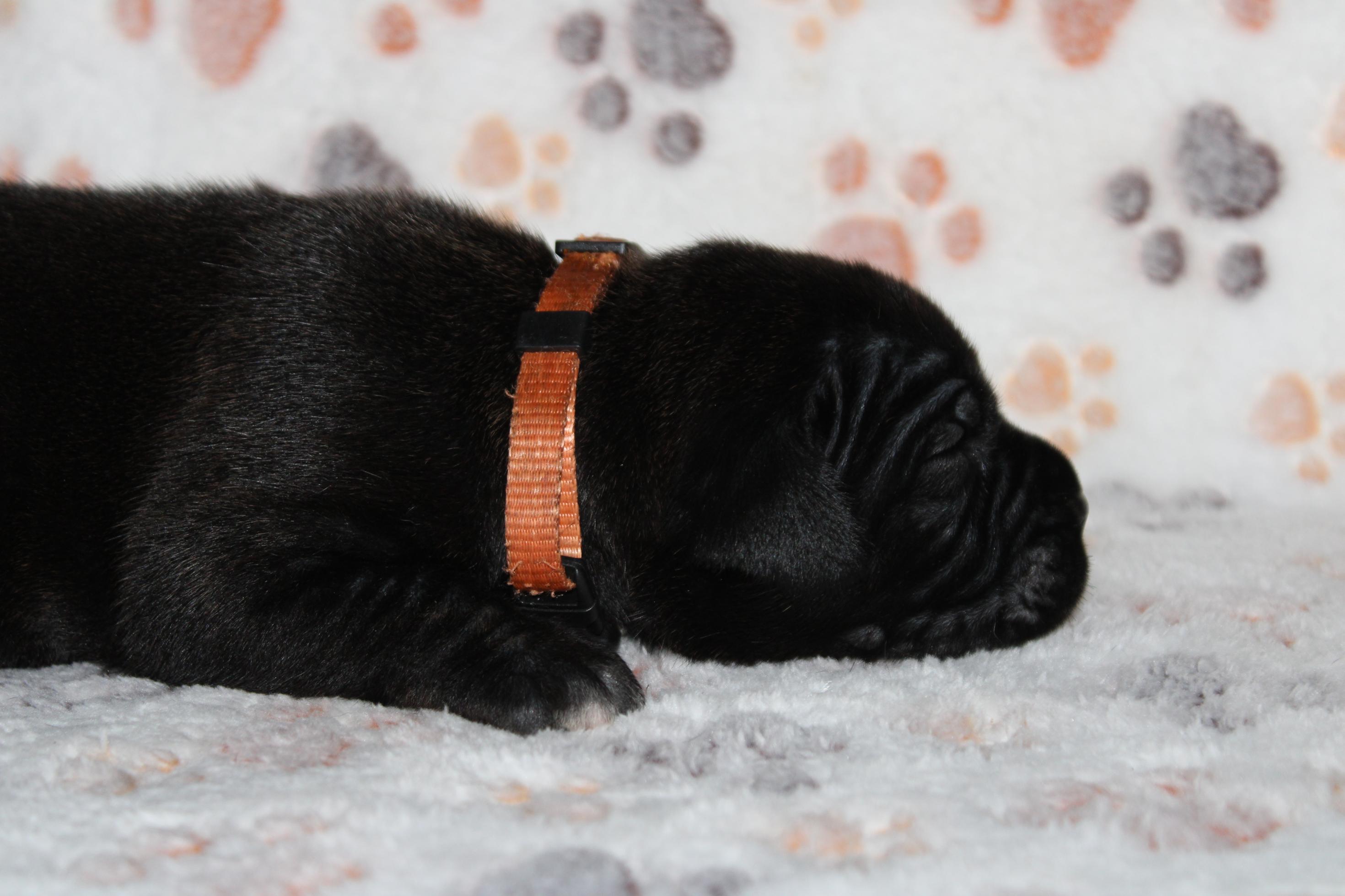Image Cane Corso