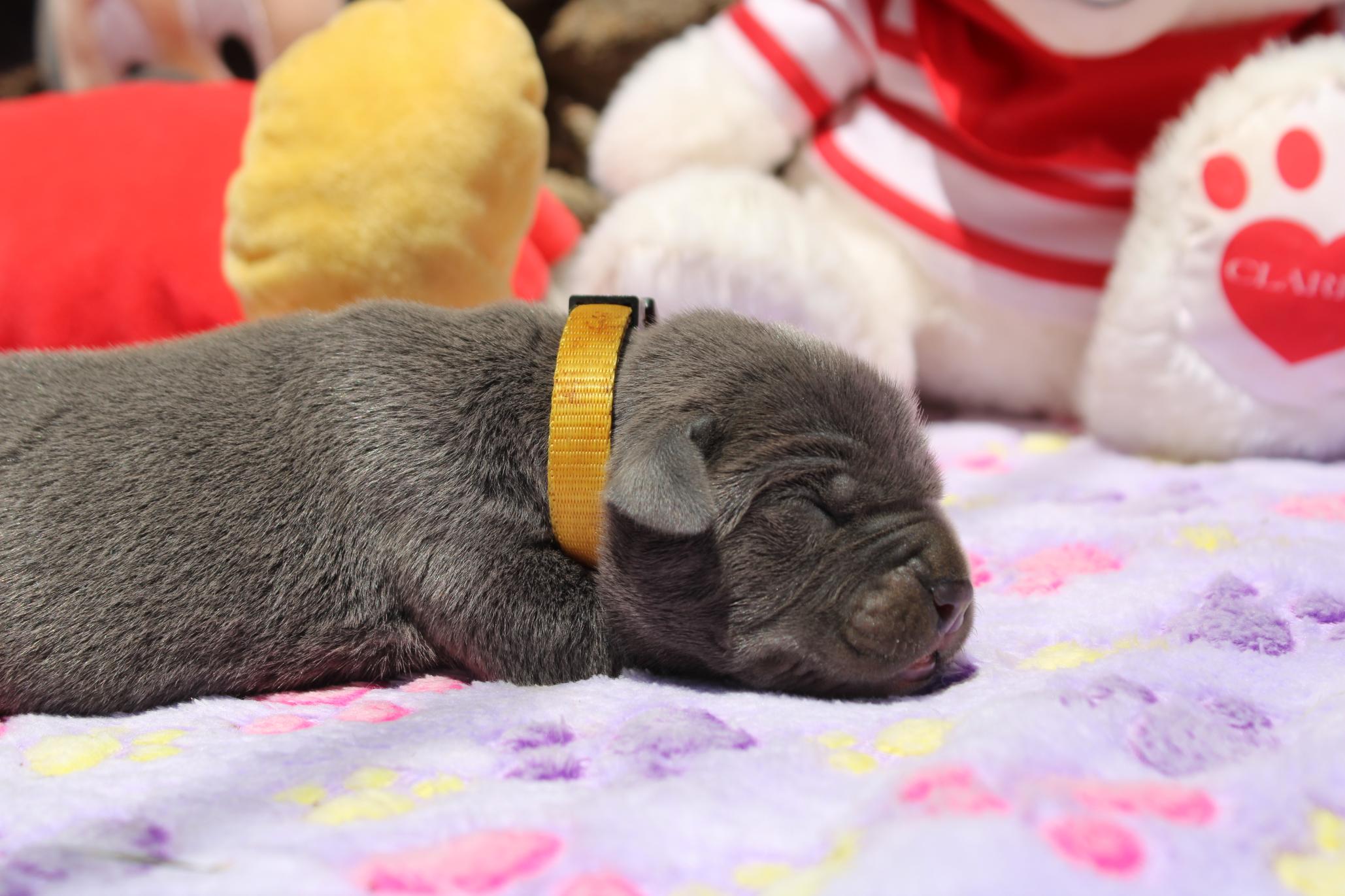 Image Cane Corso