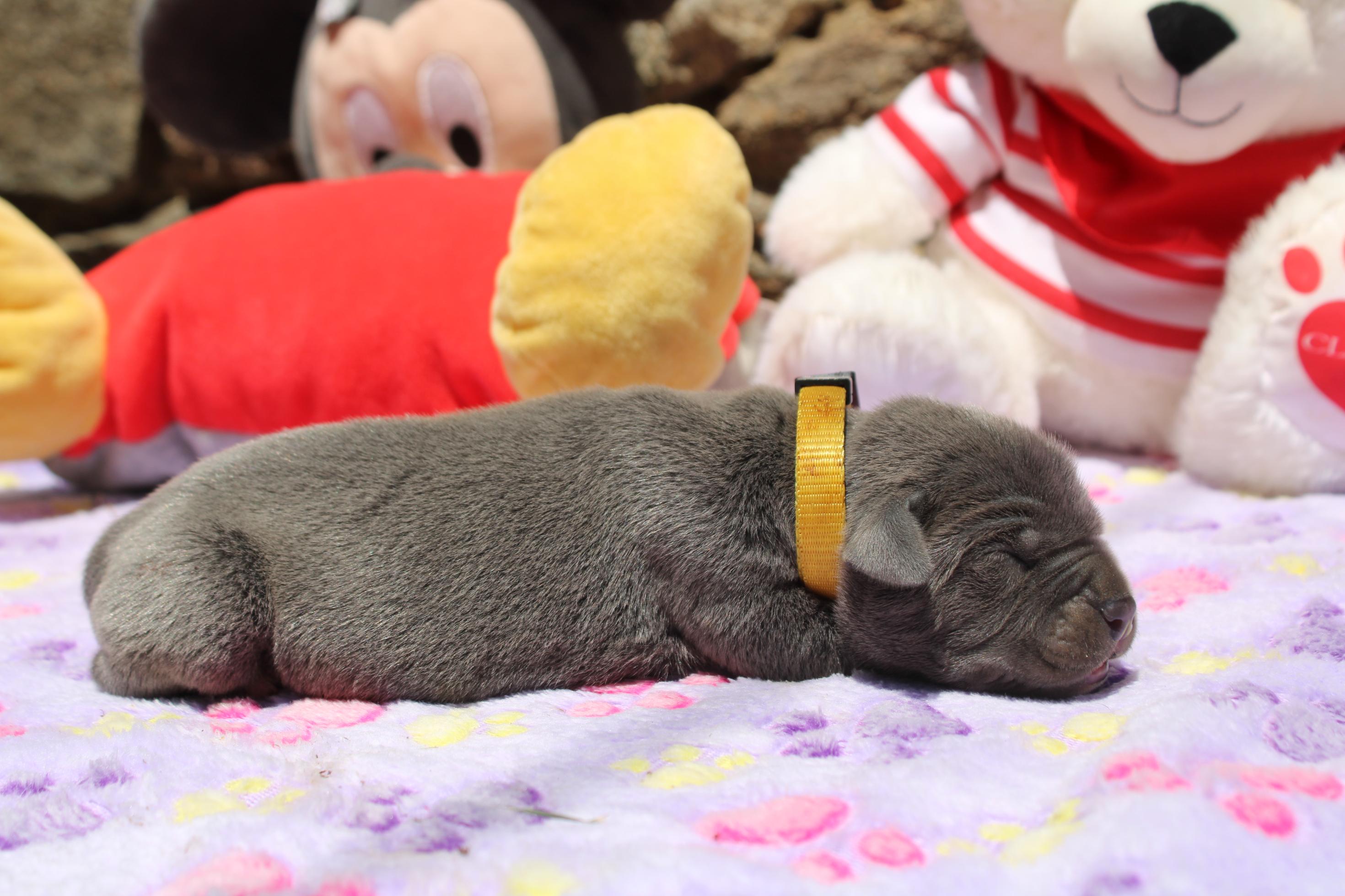 Image Cane Corso