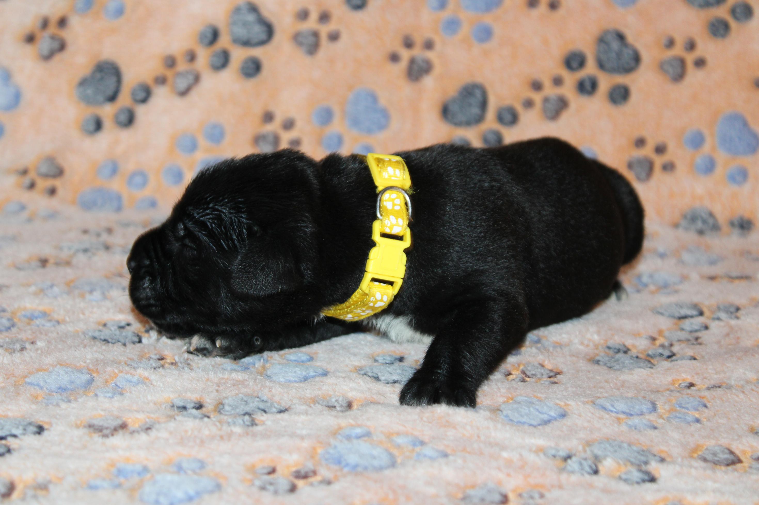 Image Cane Corso