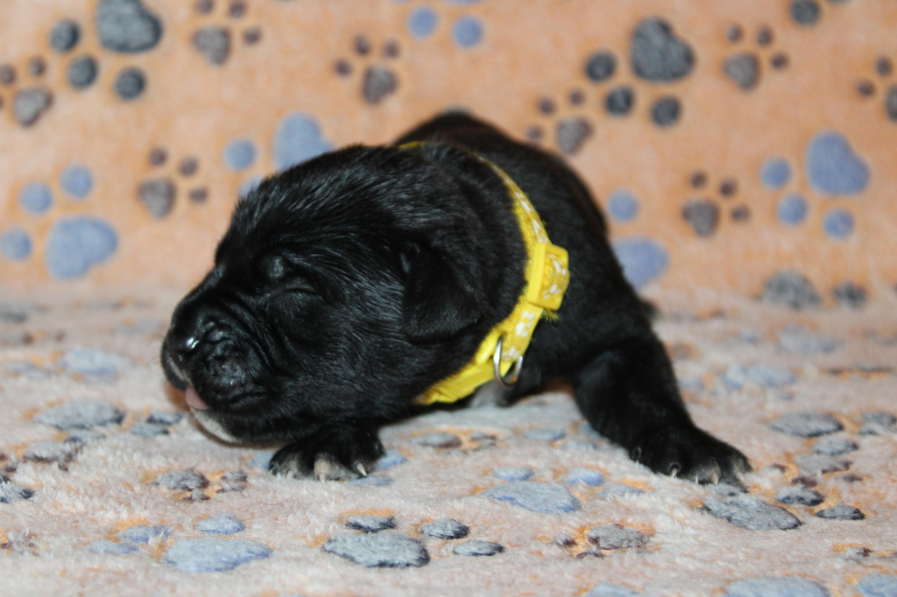 Image Cane Corso