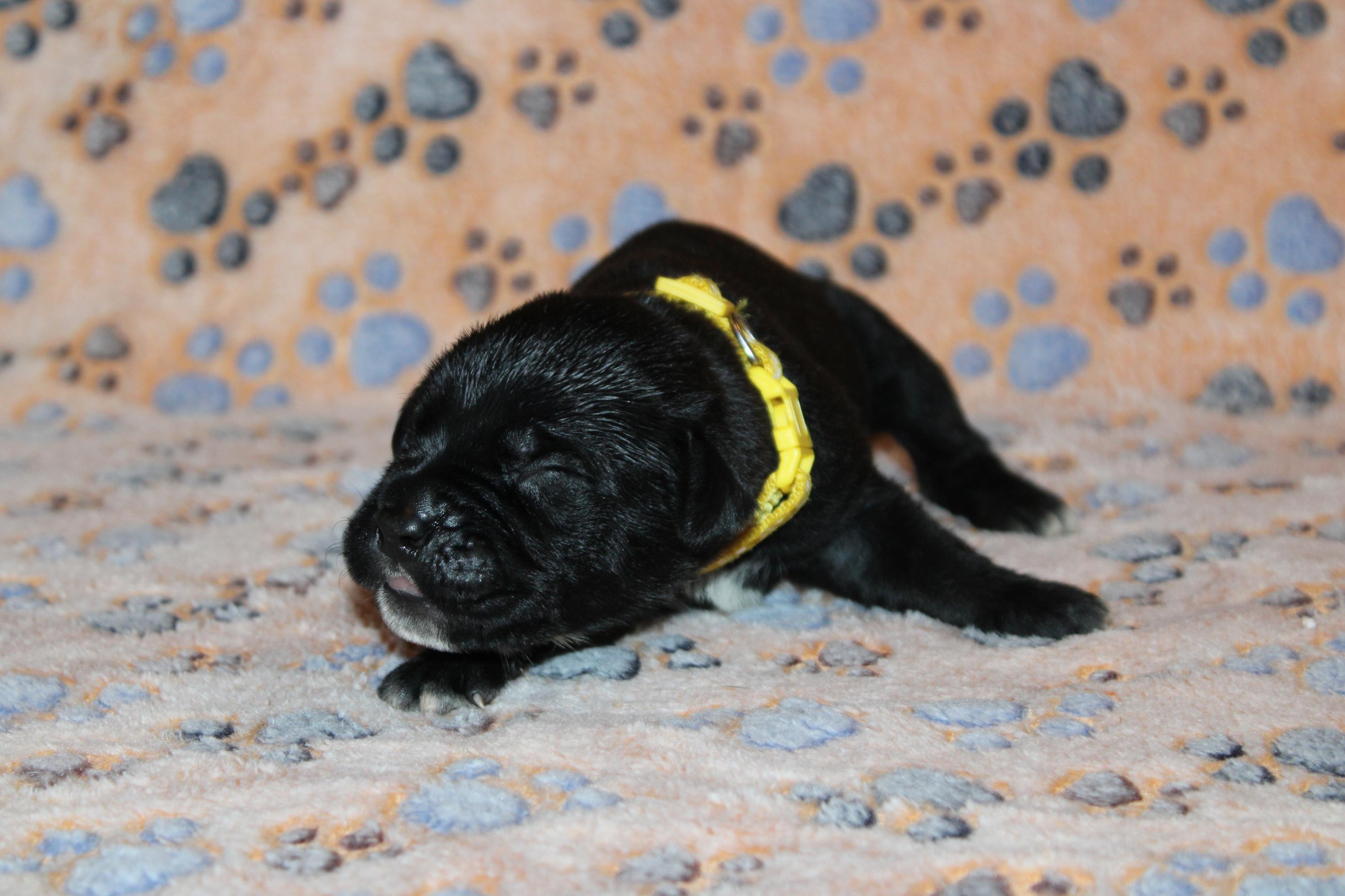 Image Cane Corso