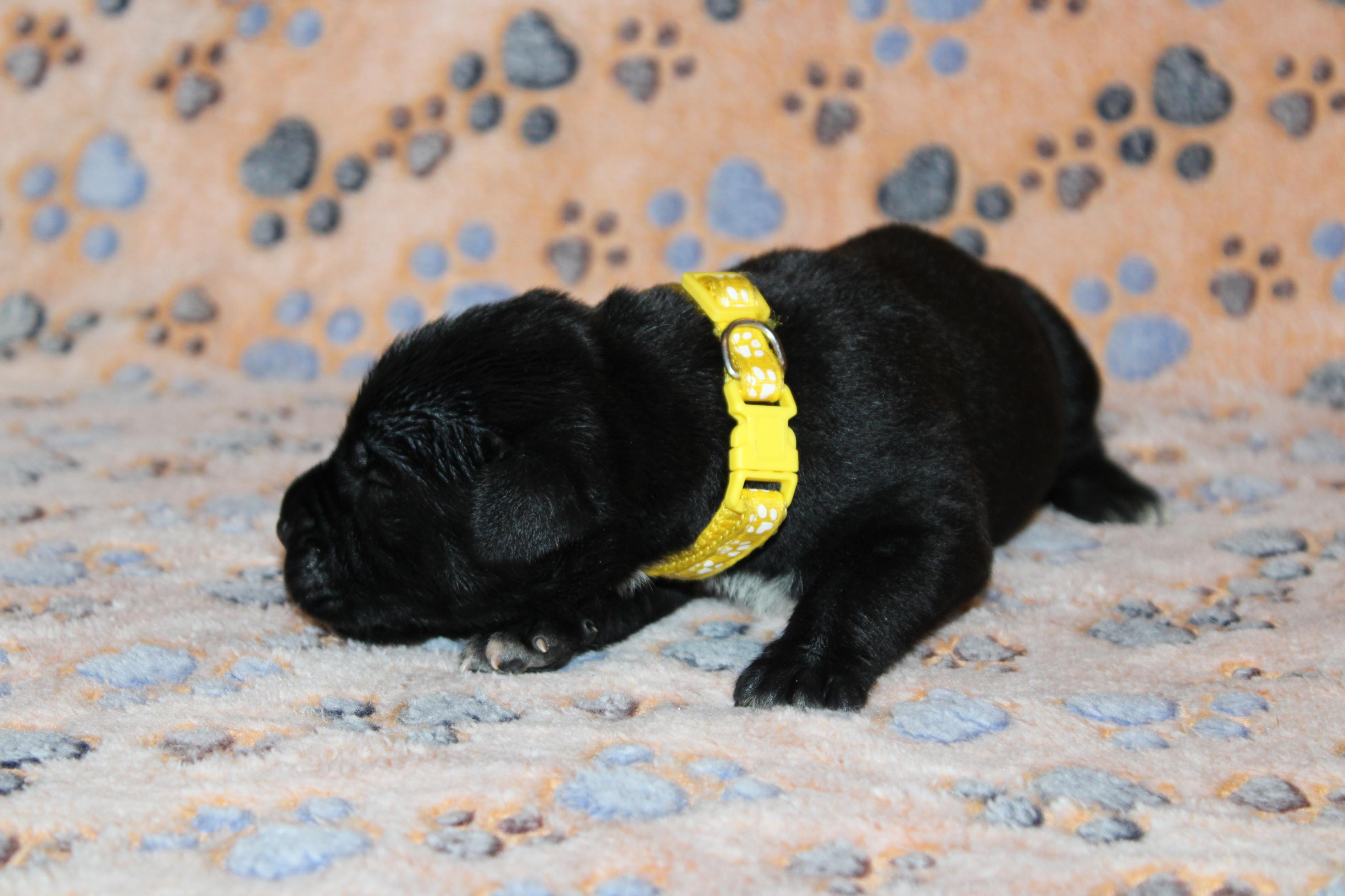 Image Cane Corso