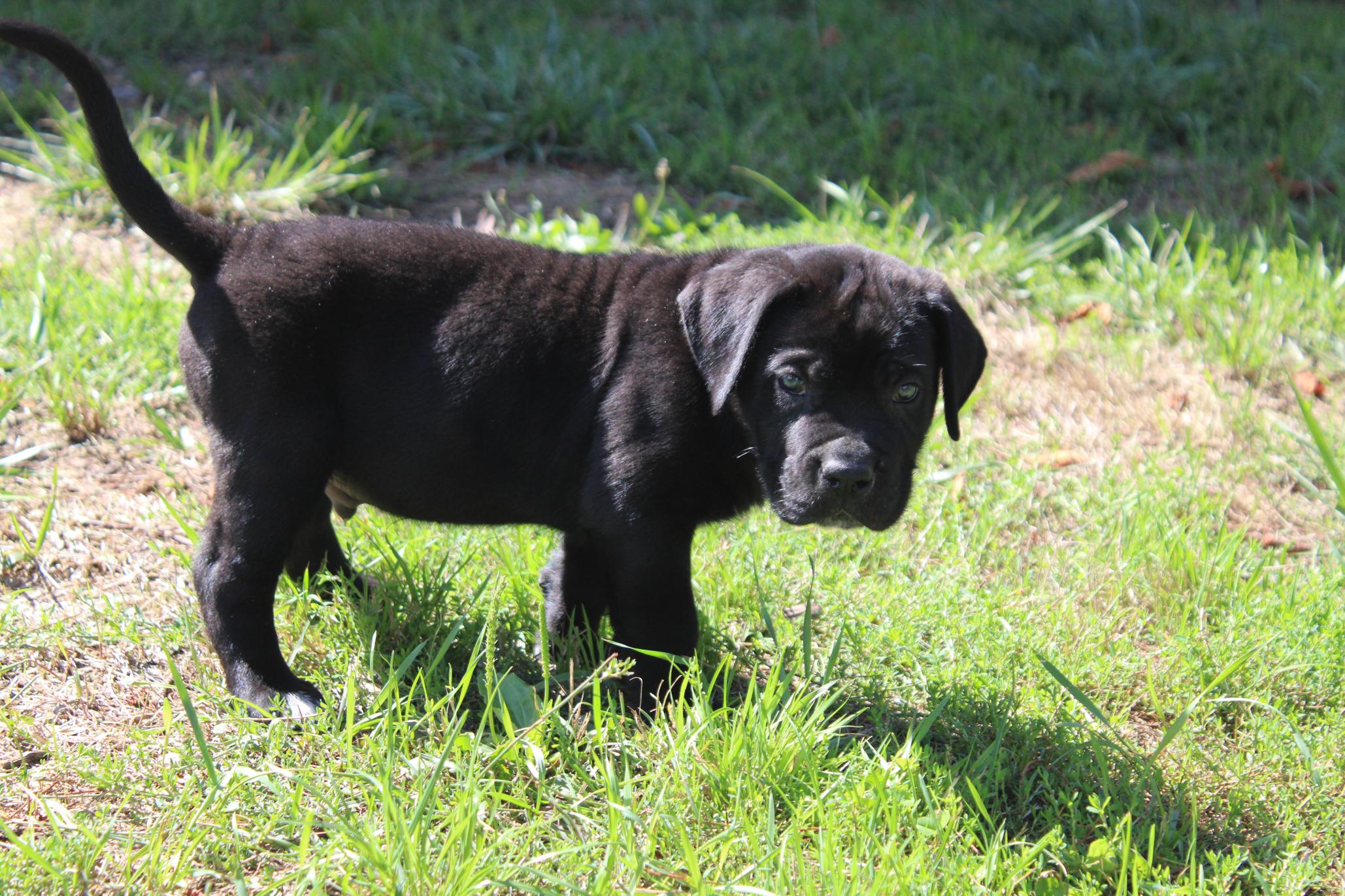 Image Cane Corso