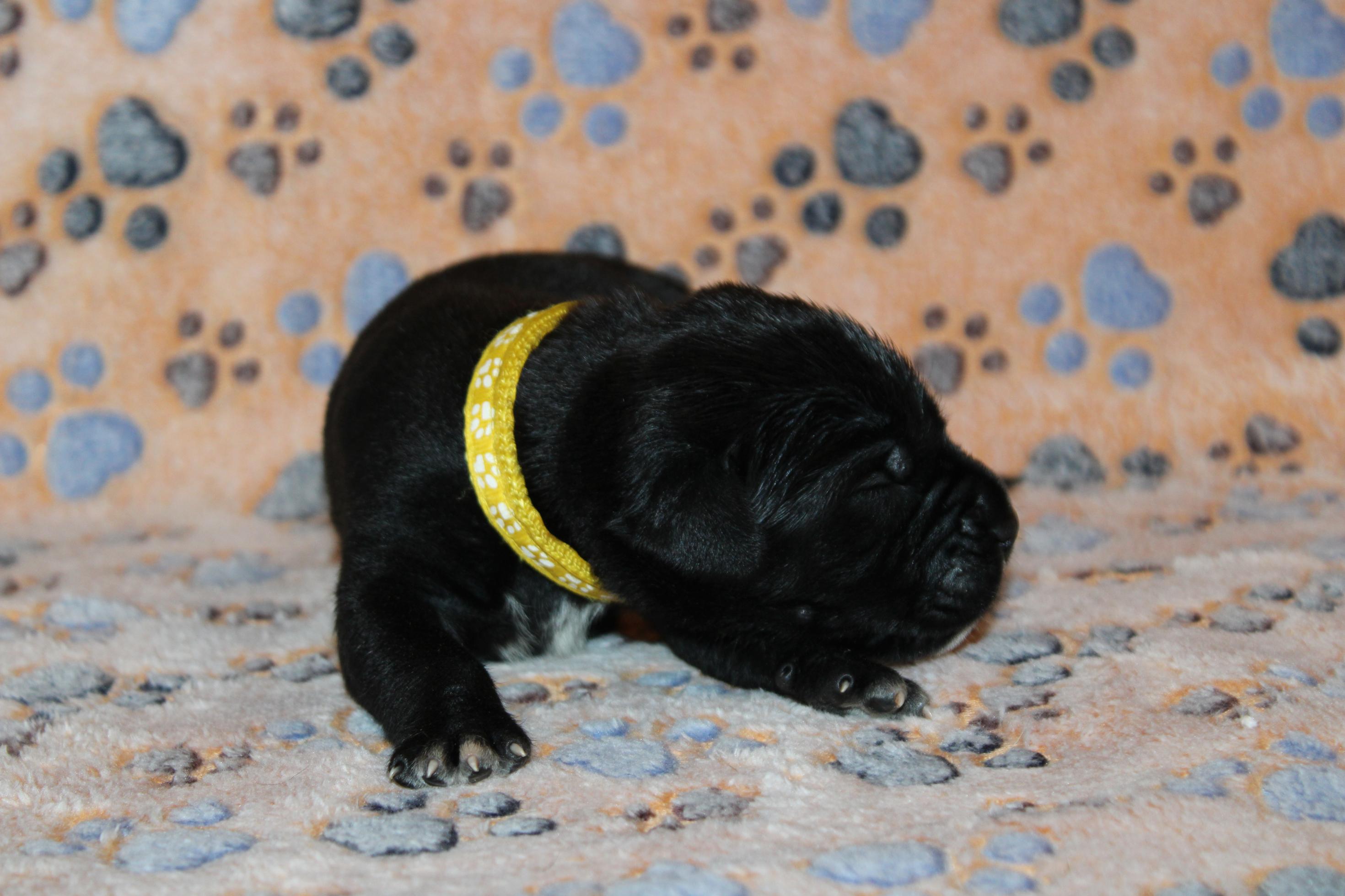Image Cane Corso