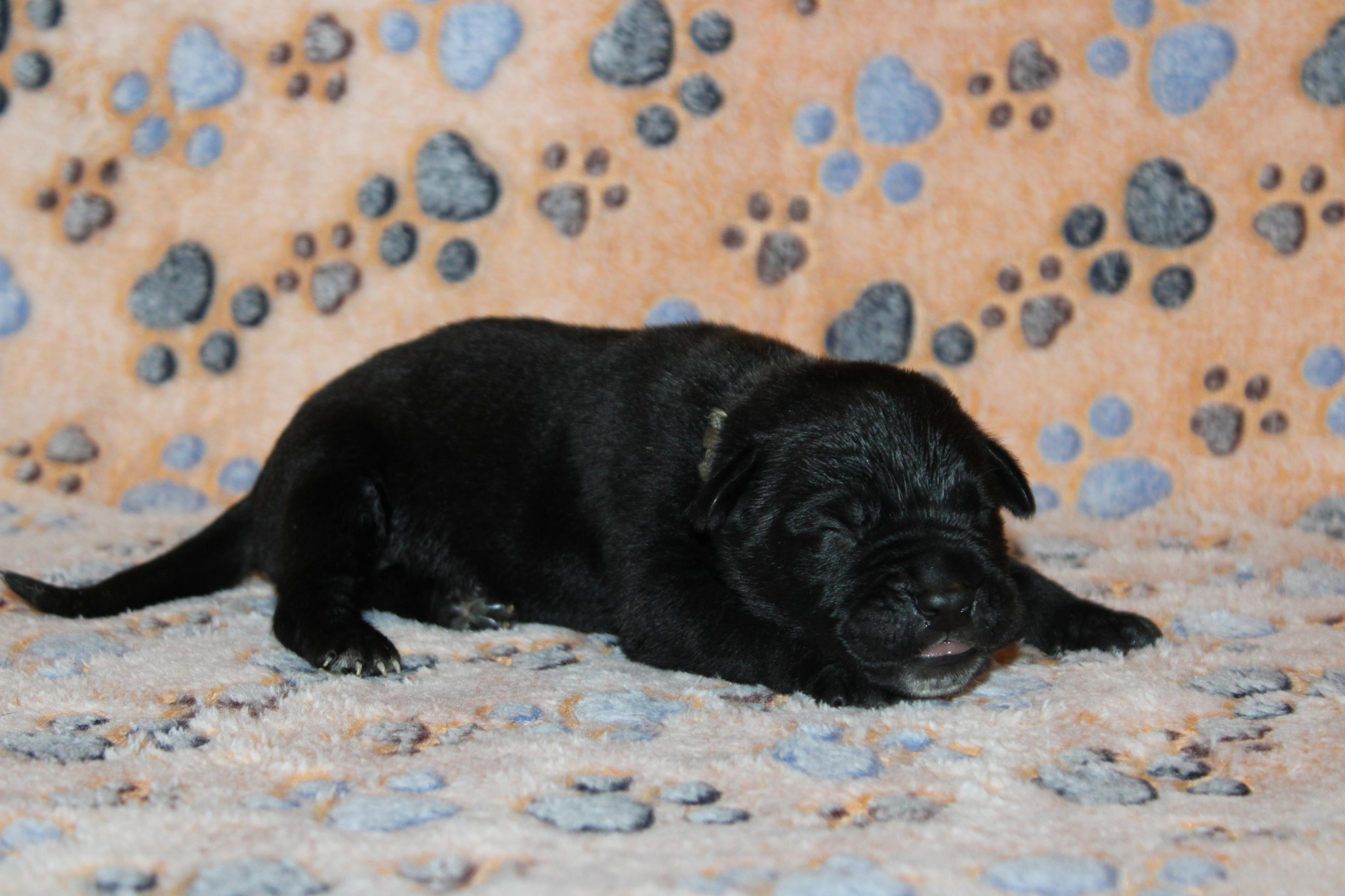 Image Cane Corso