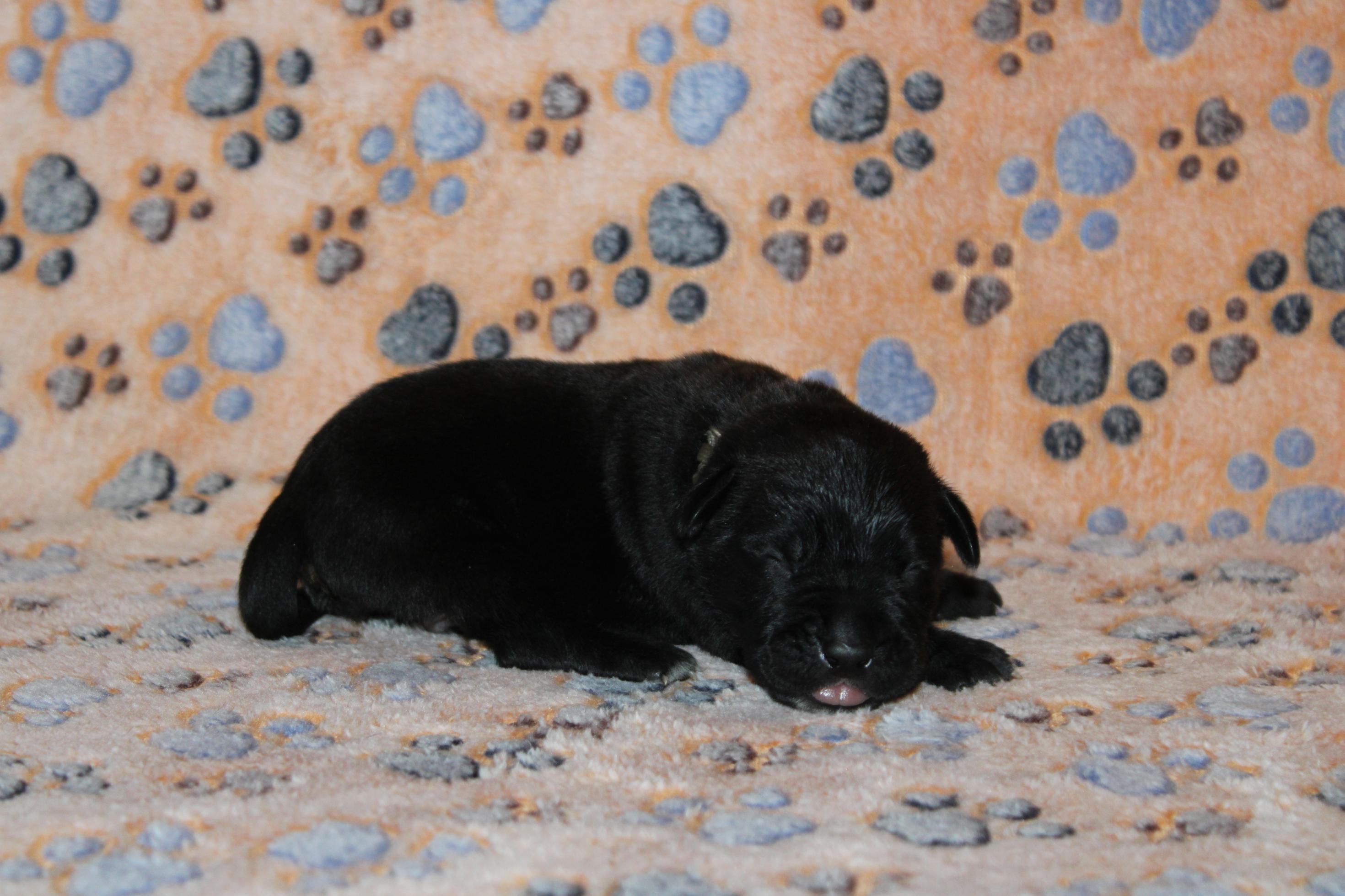 Image Cane Corso