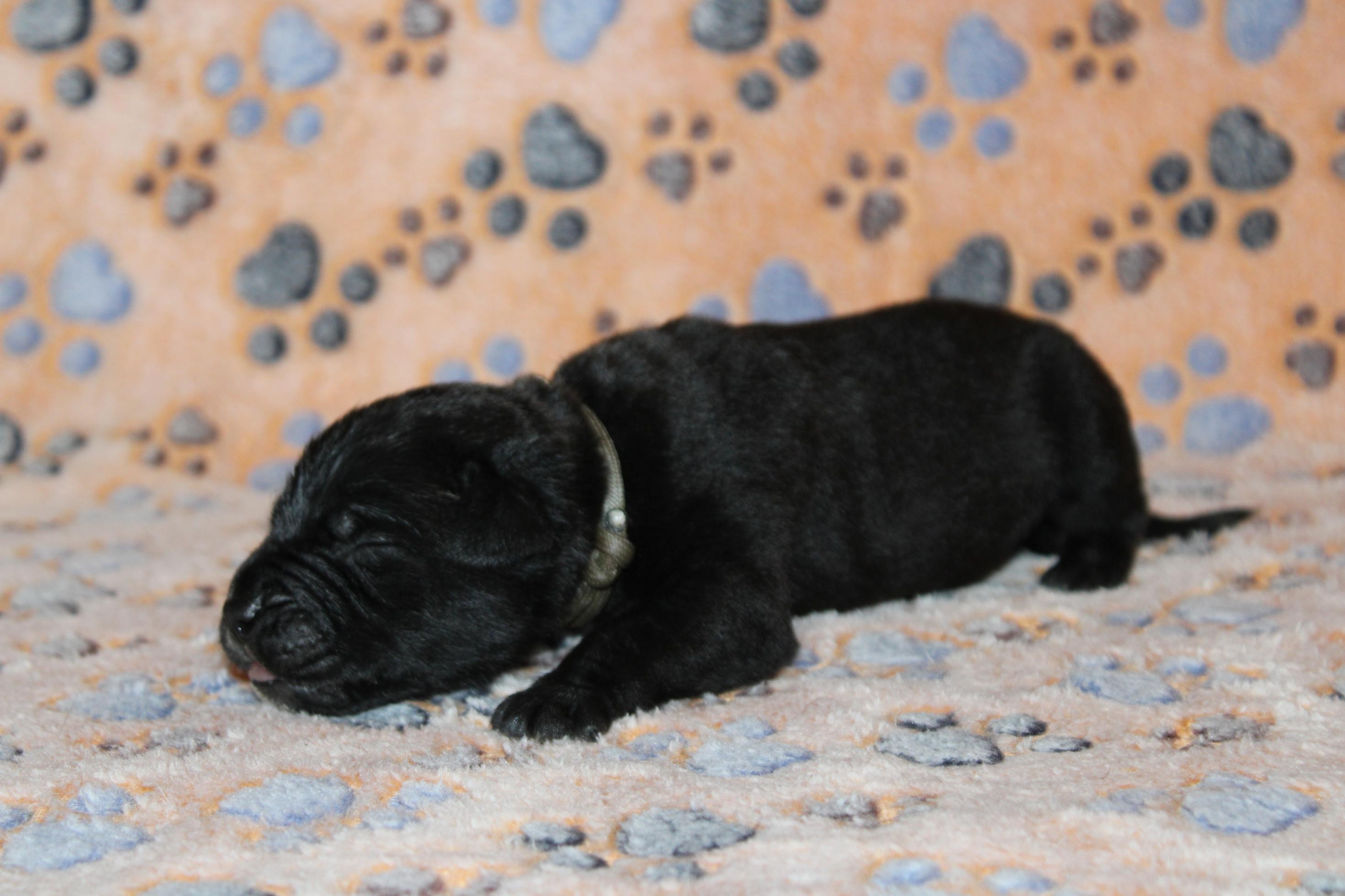 Image Cane Corso