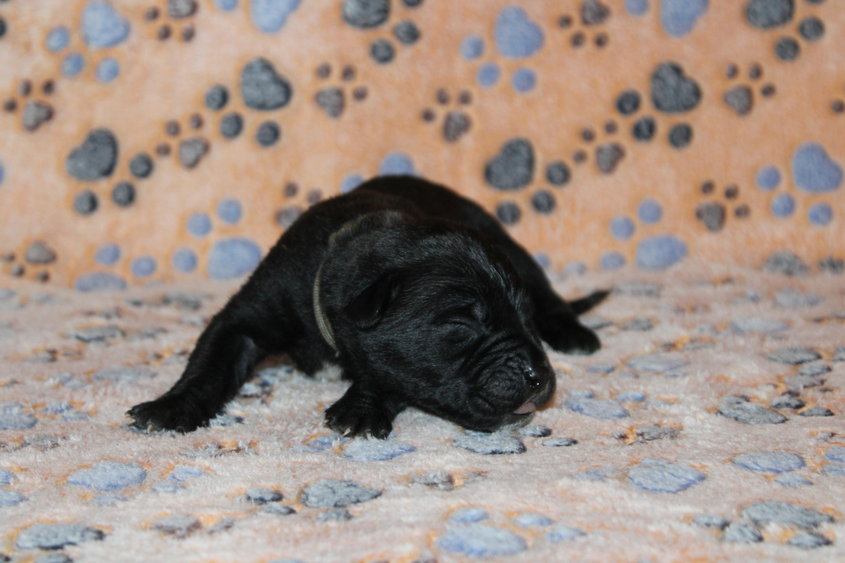 Image Cane Corso
