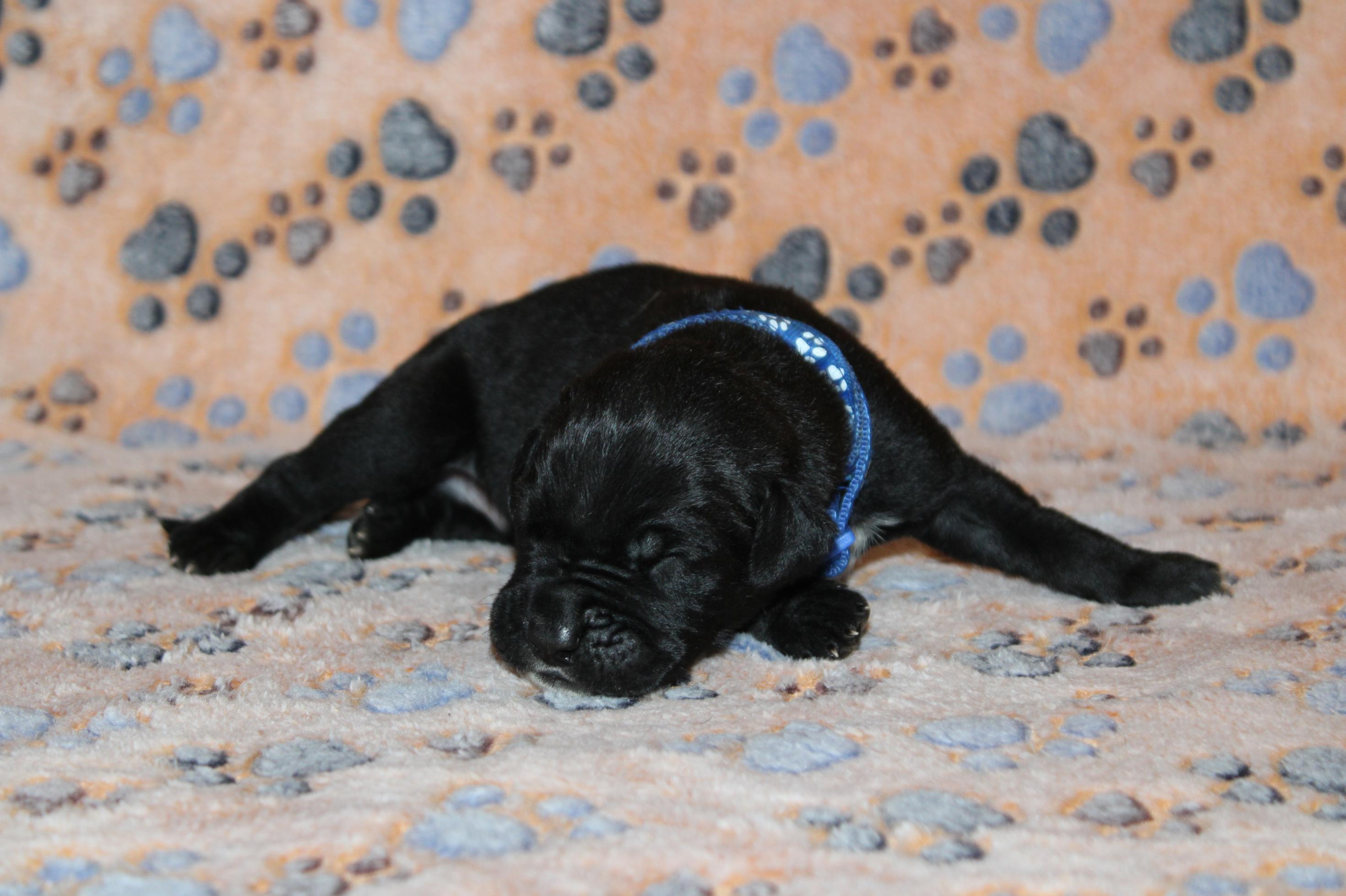 Image Cane Corso