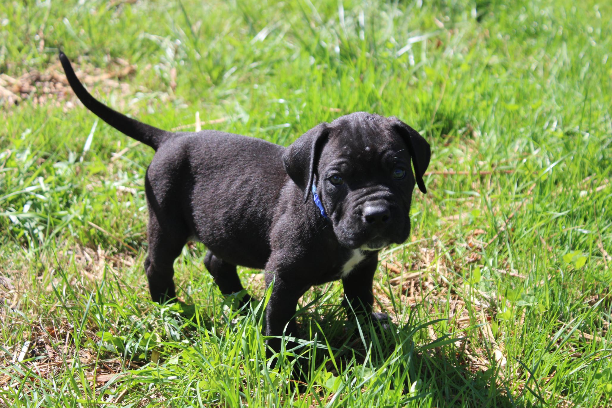 Image Cane Corso