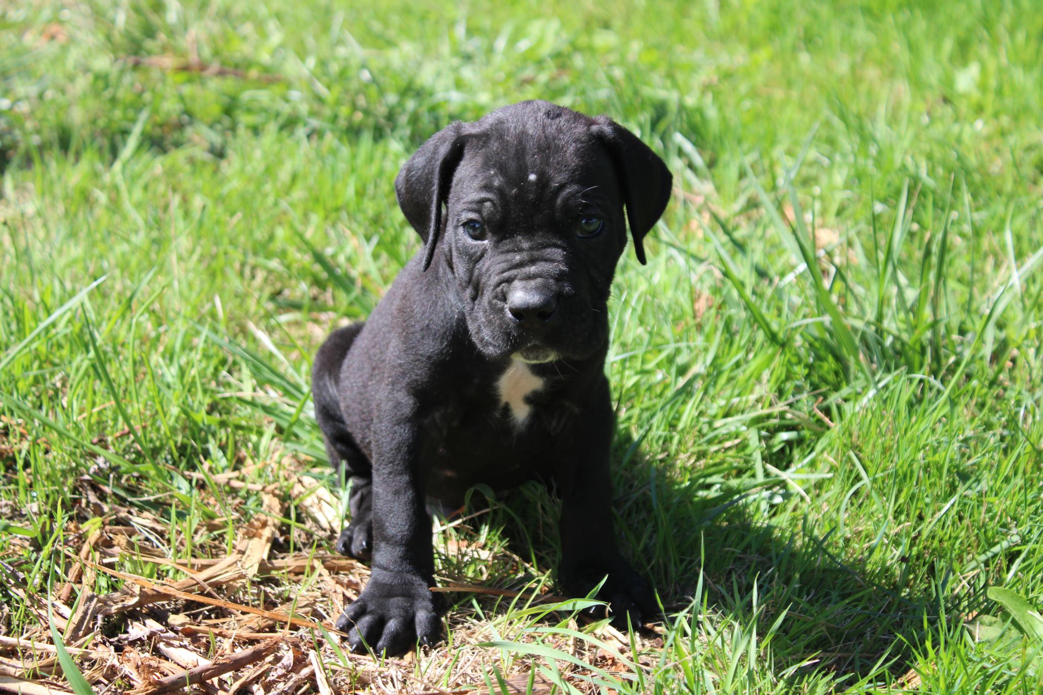 Image Cane Corso