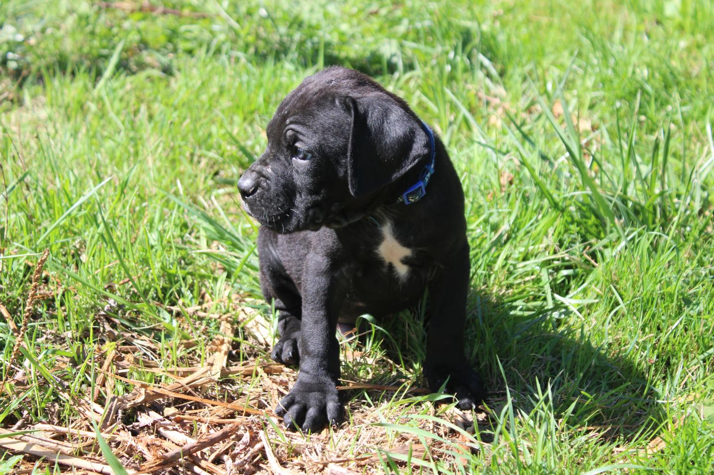 Image Cane Corso