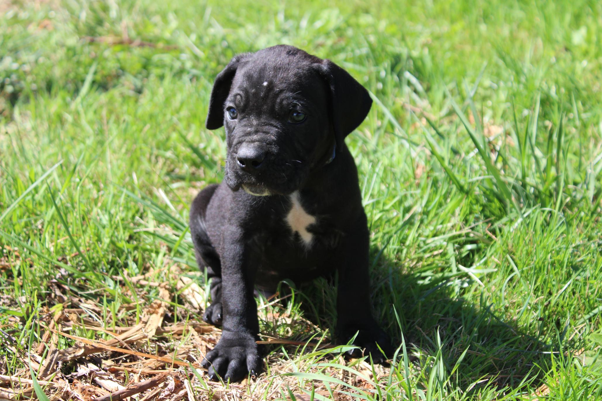 Image Cane Corso