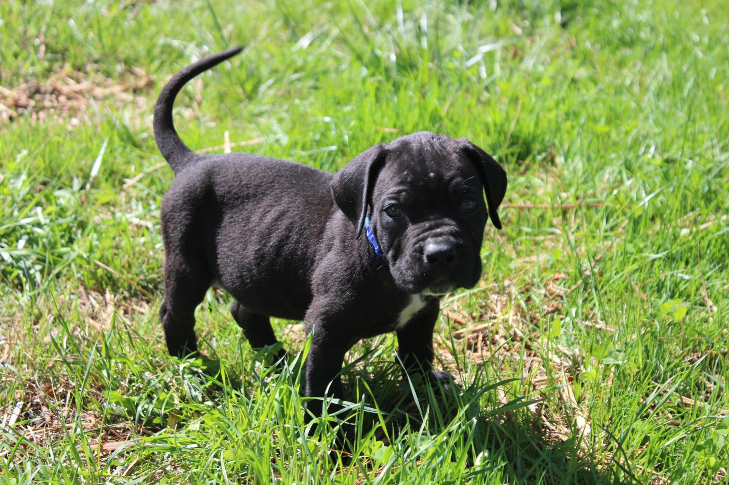 Image Cane Corso