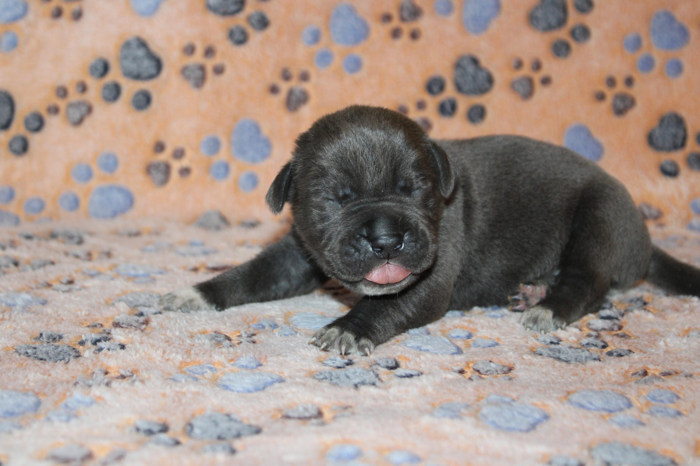 Image Cane Corso