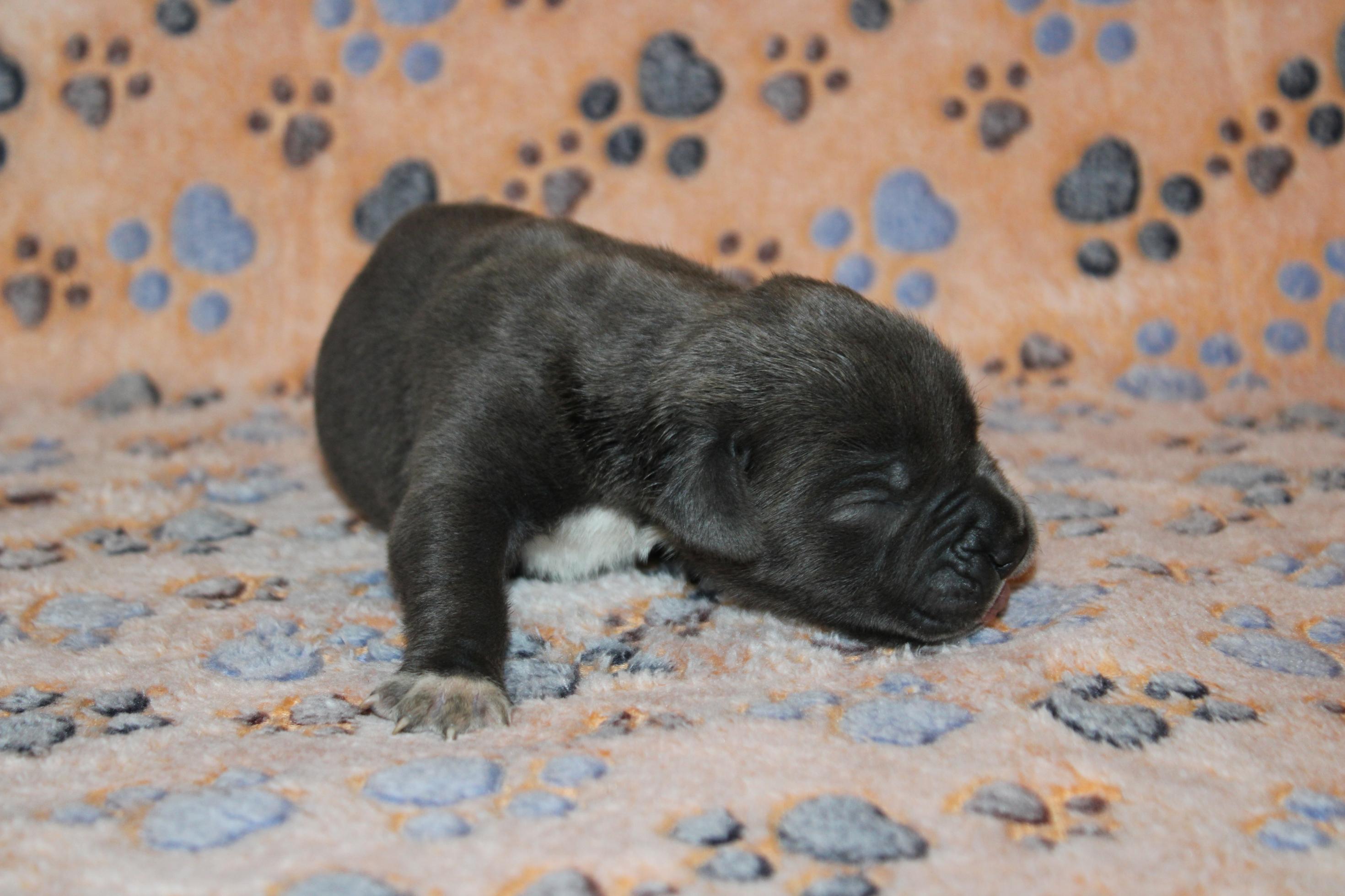 Image Cane Corso