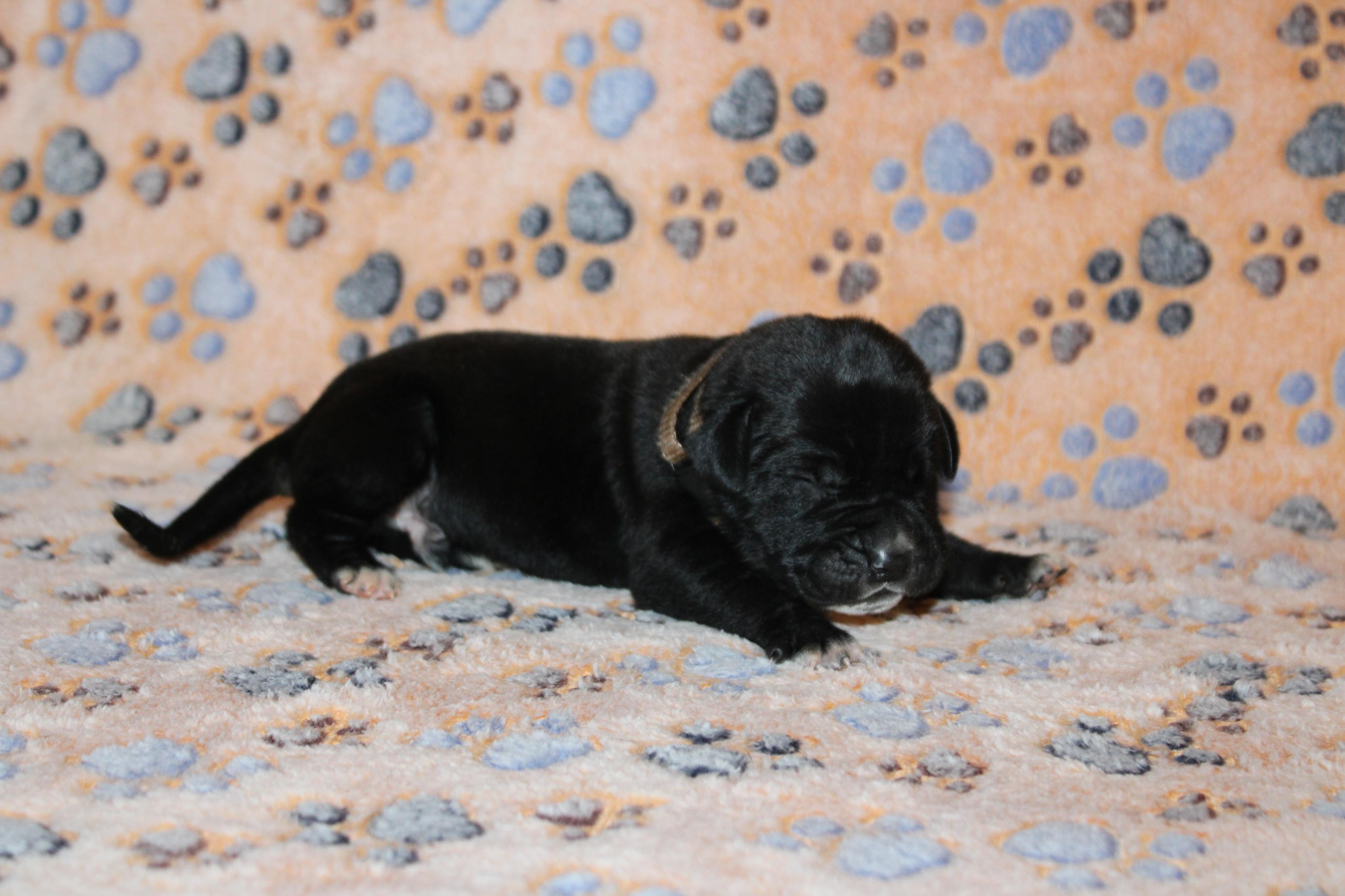 Image Cane Corso