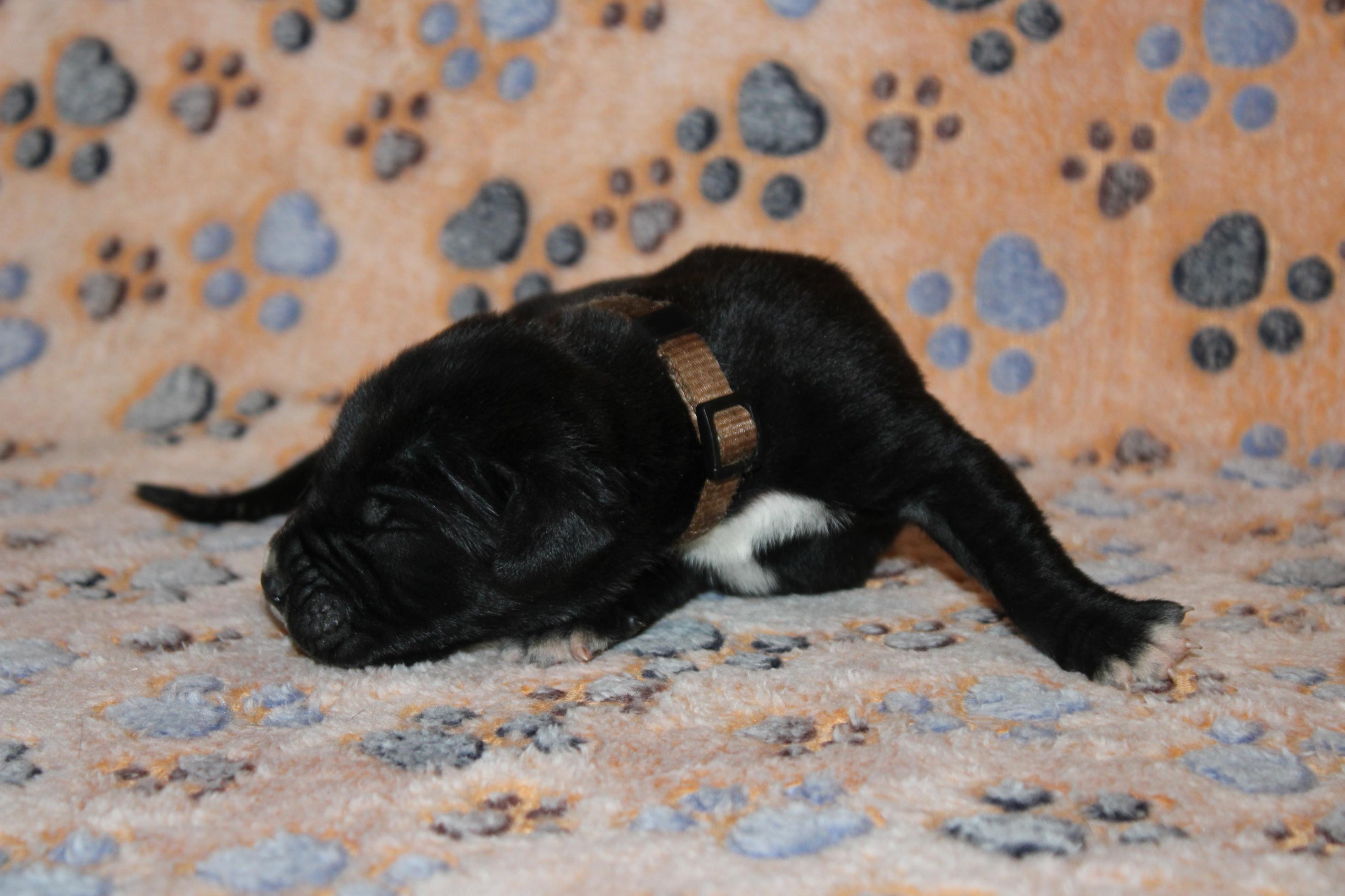 Image Cane Corso
