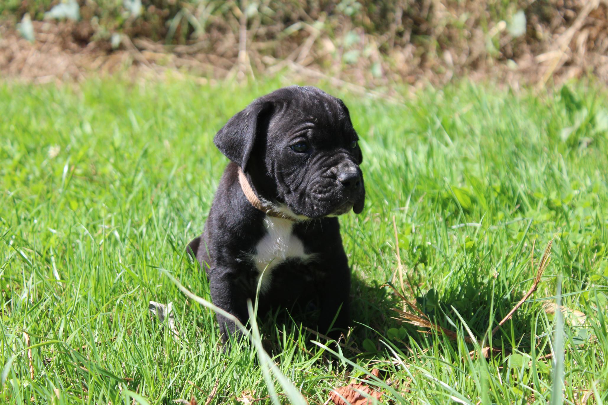 Image Cane Corso