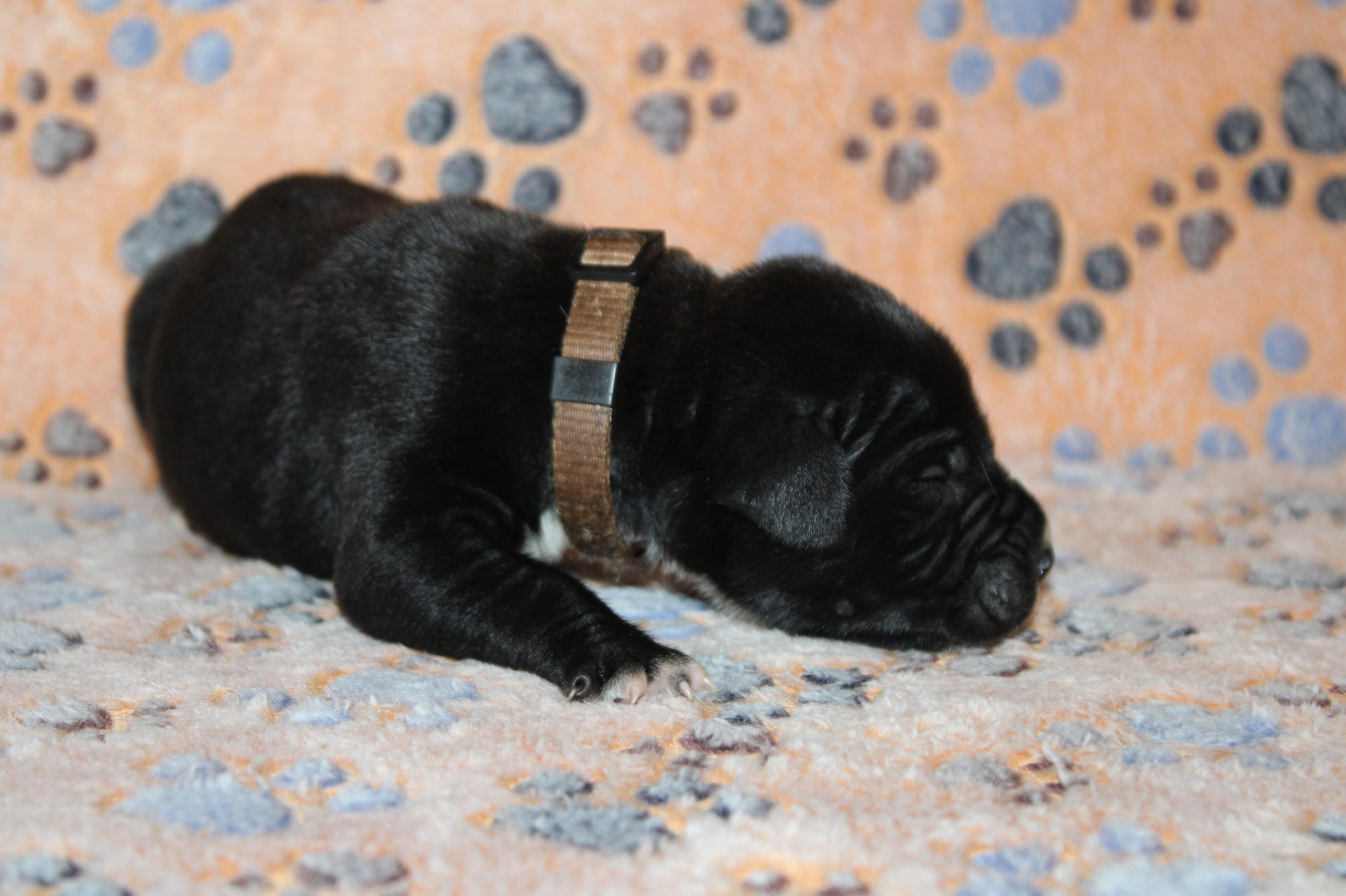 Image Cane Corso