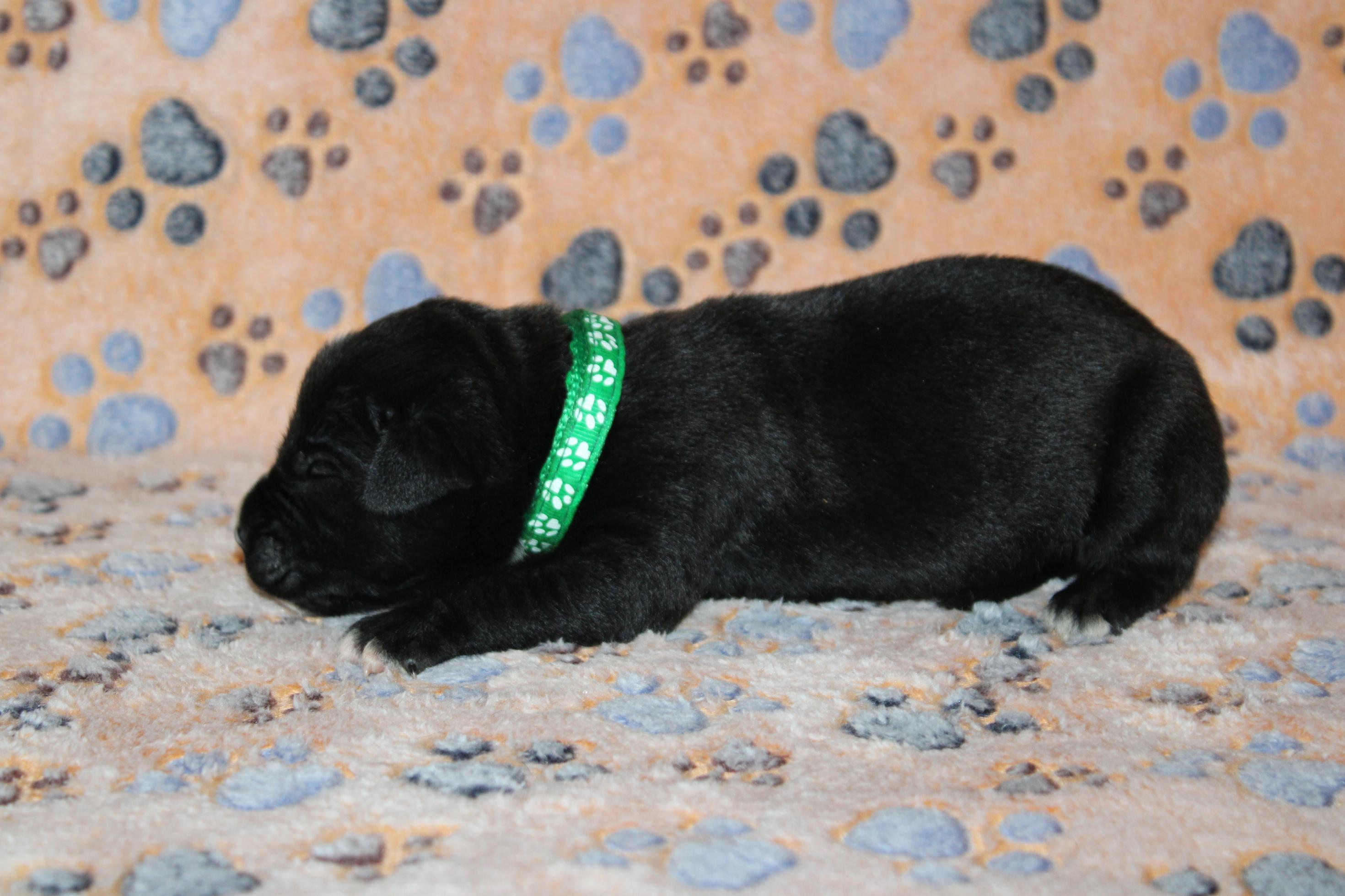 Image Cane Corso