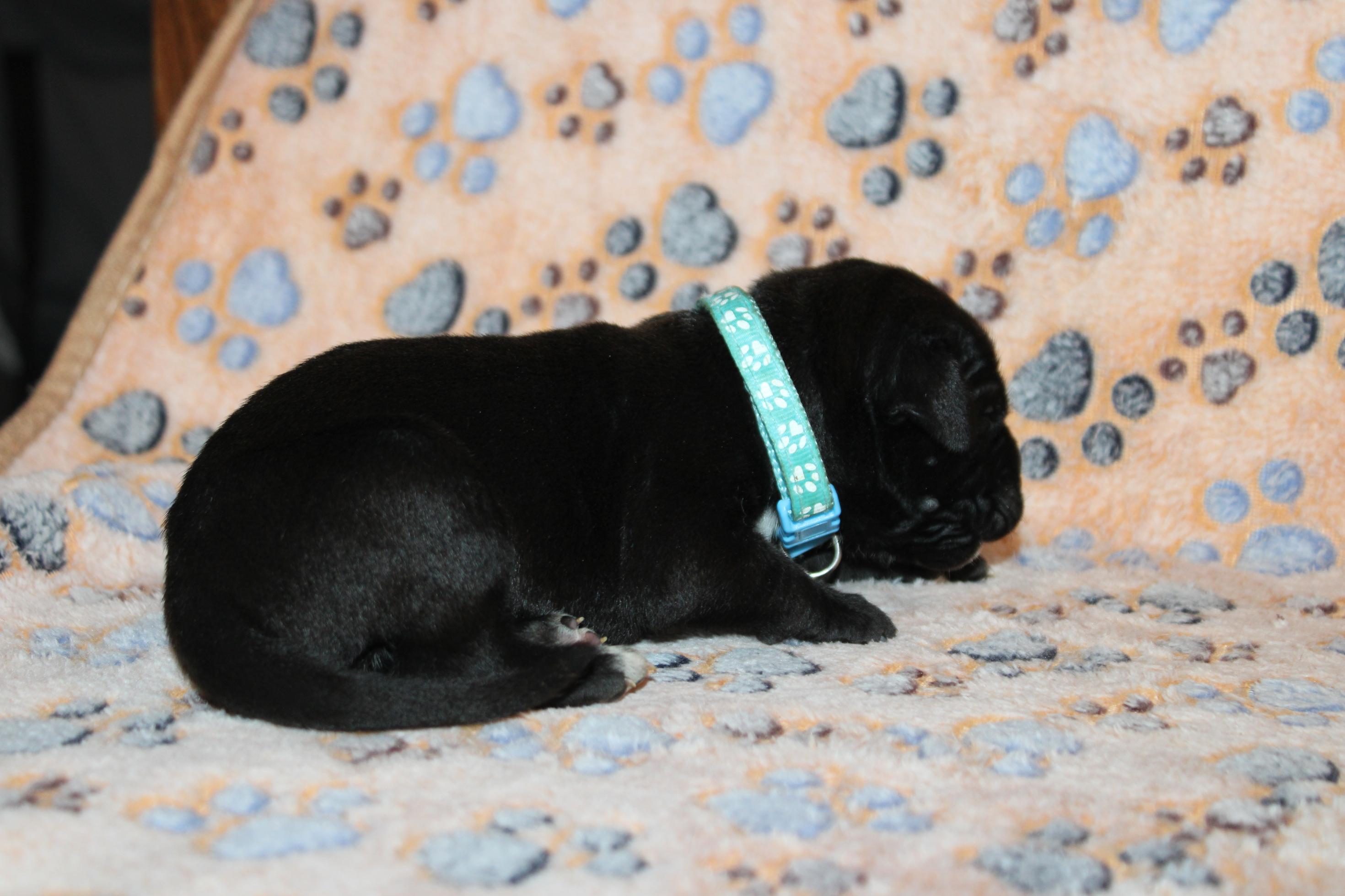 Image Cane Corso