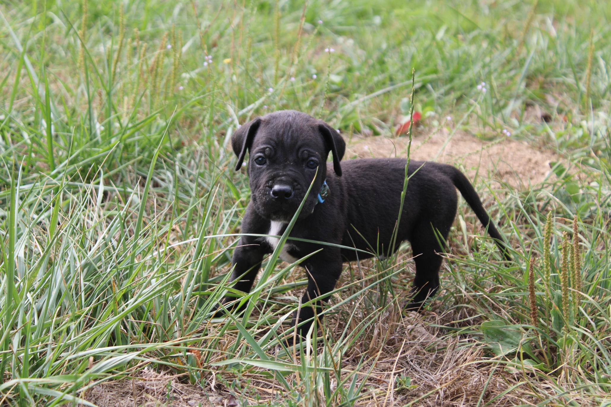 Image Cane Corso