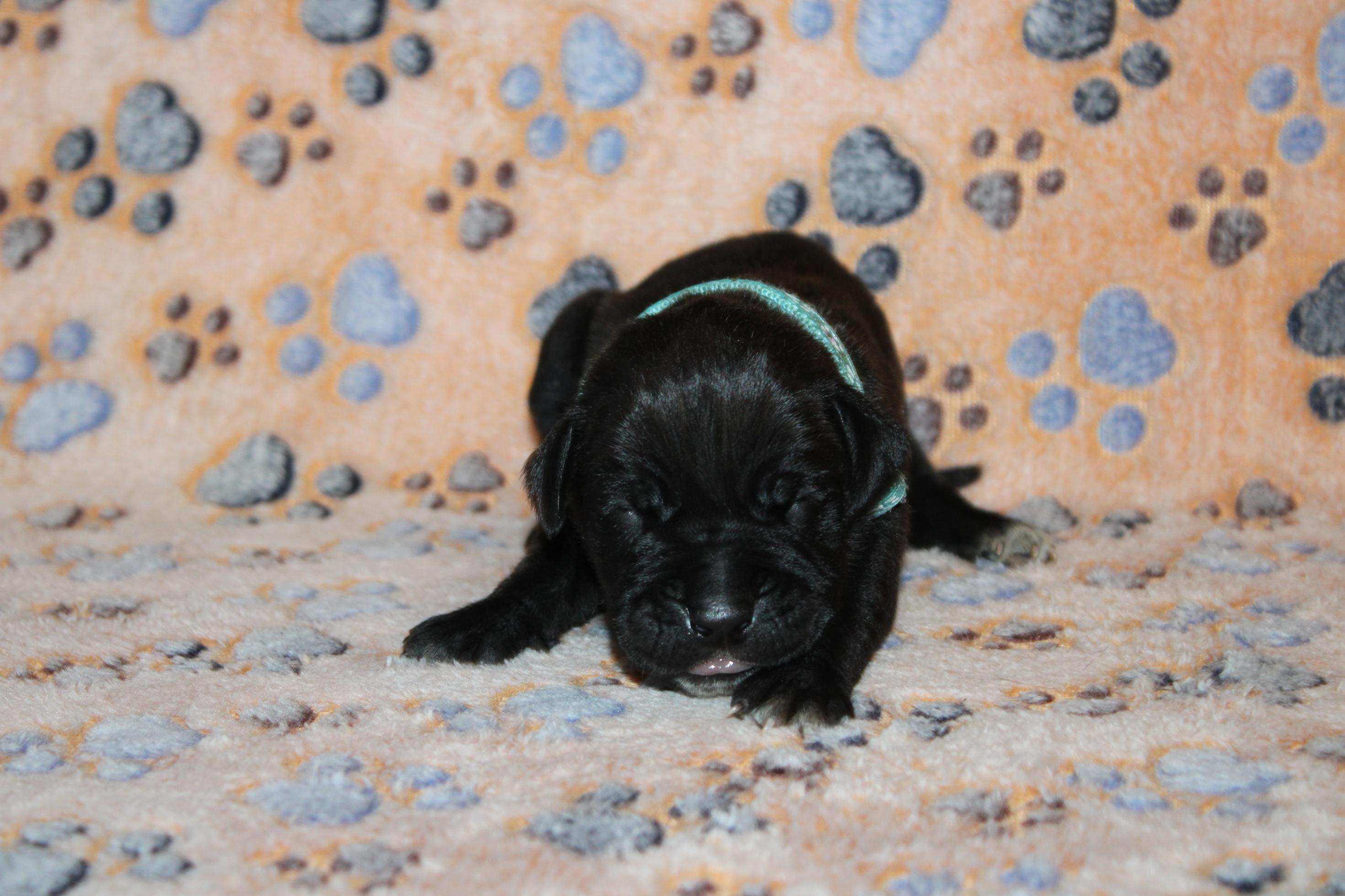 Image Cane Corso