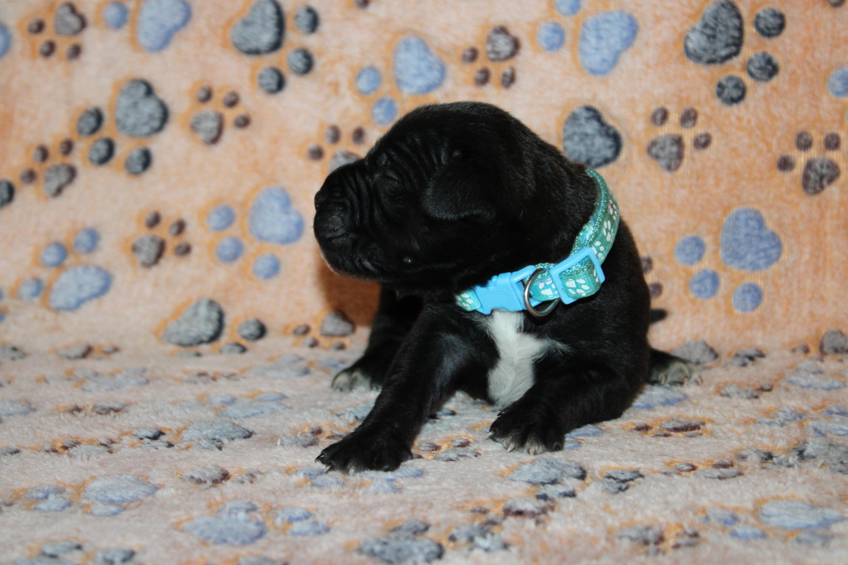Image Cane Corso