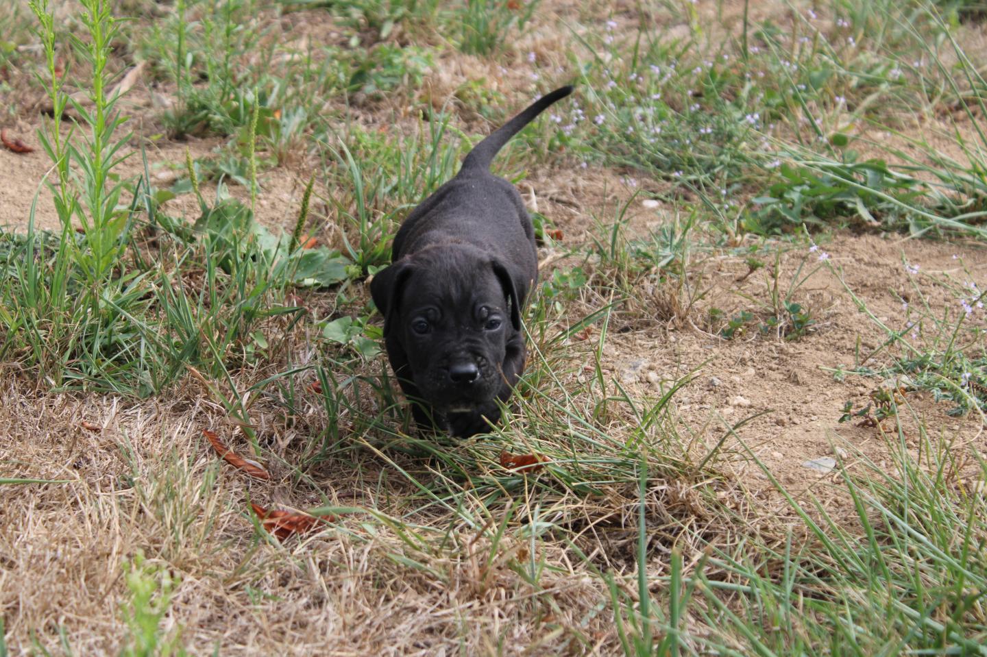 Image Cane Corso